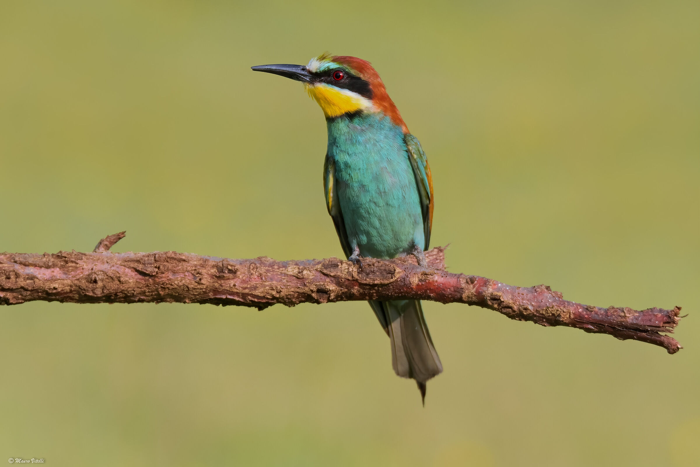 Bee-eater (Merops apiaster)