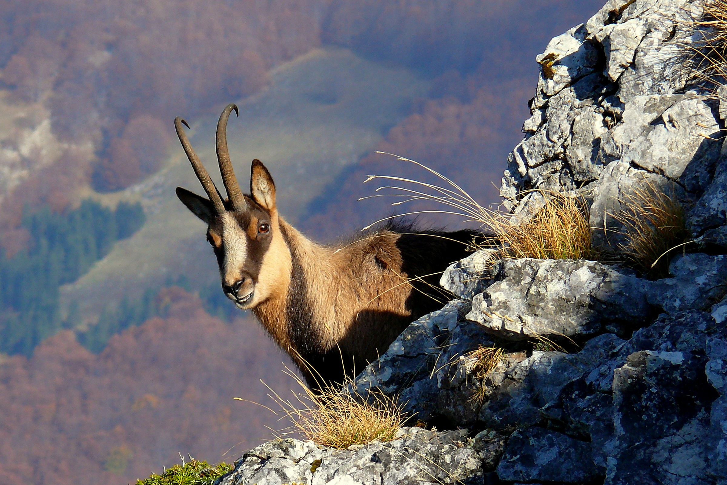 camoscio appenninico