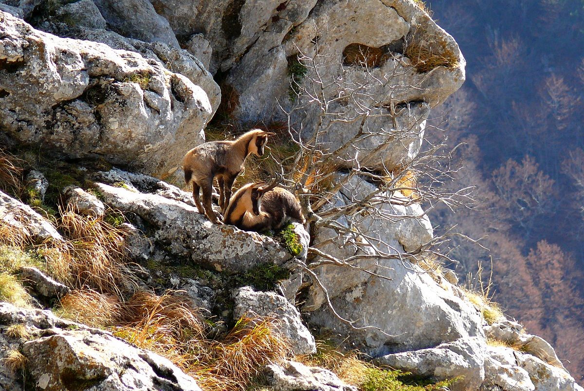 camoscio appenninico