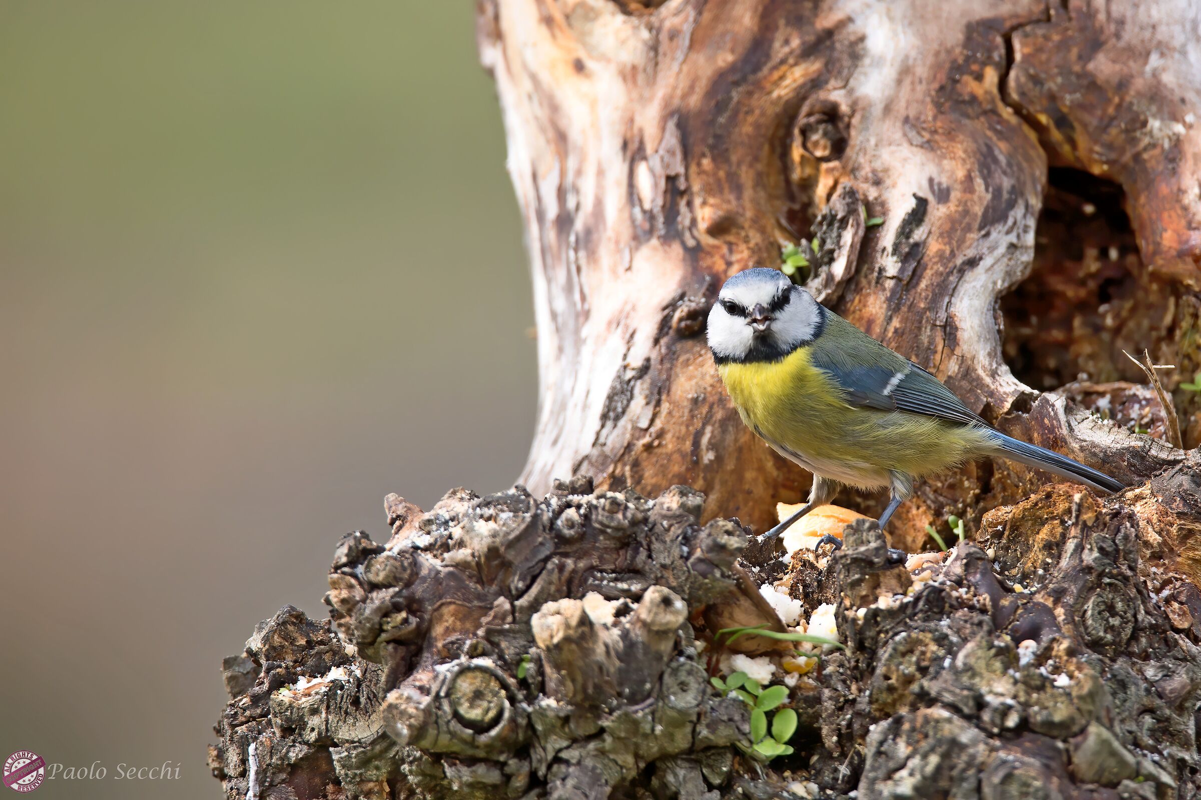 Parus caeruleus (Cinciarella)