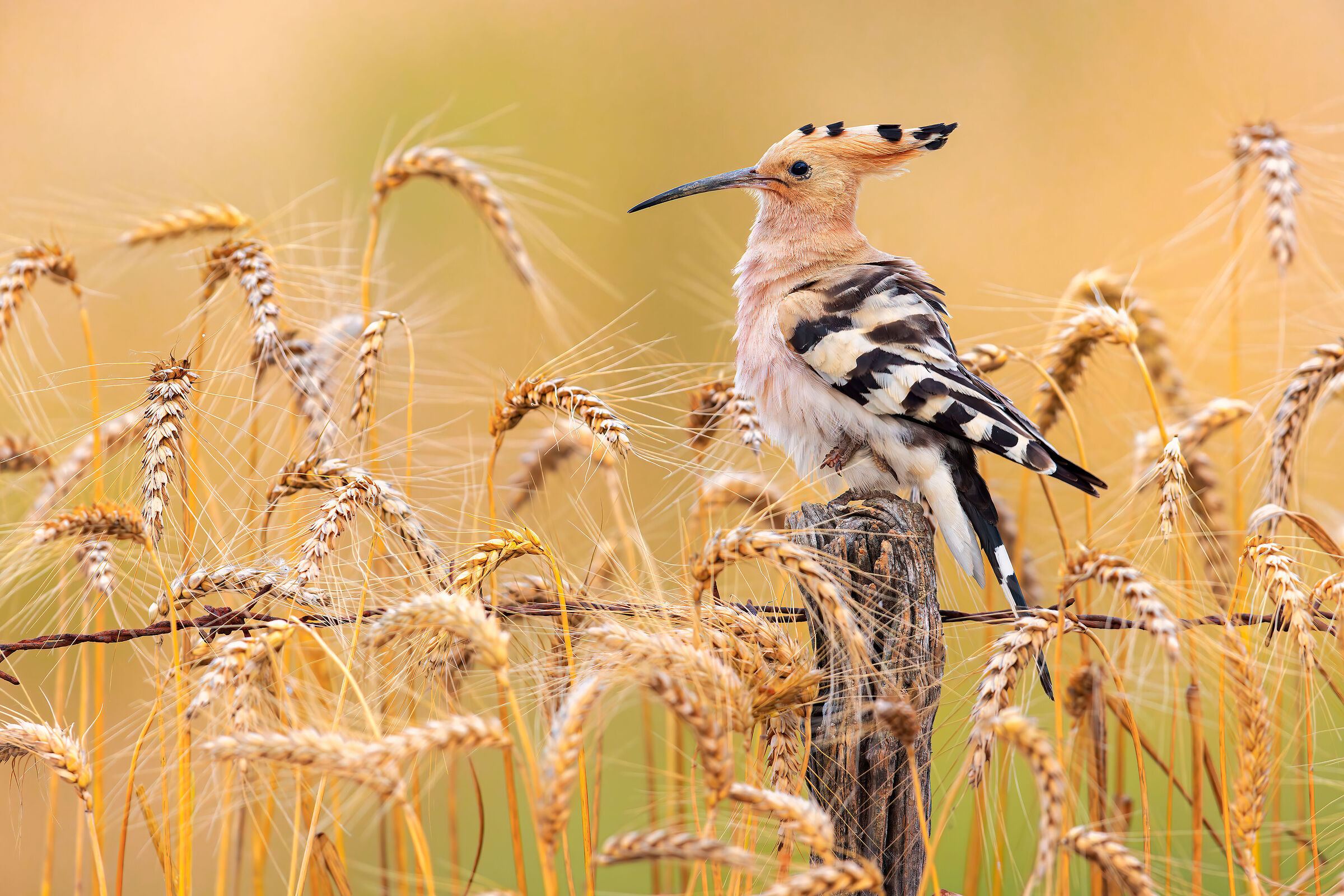 Hoopoe