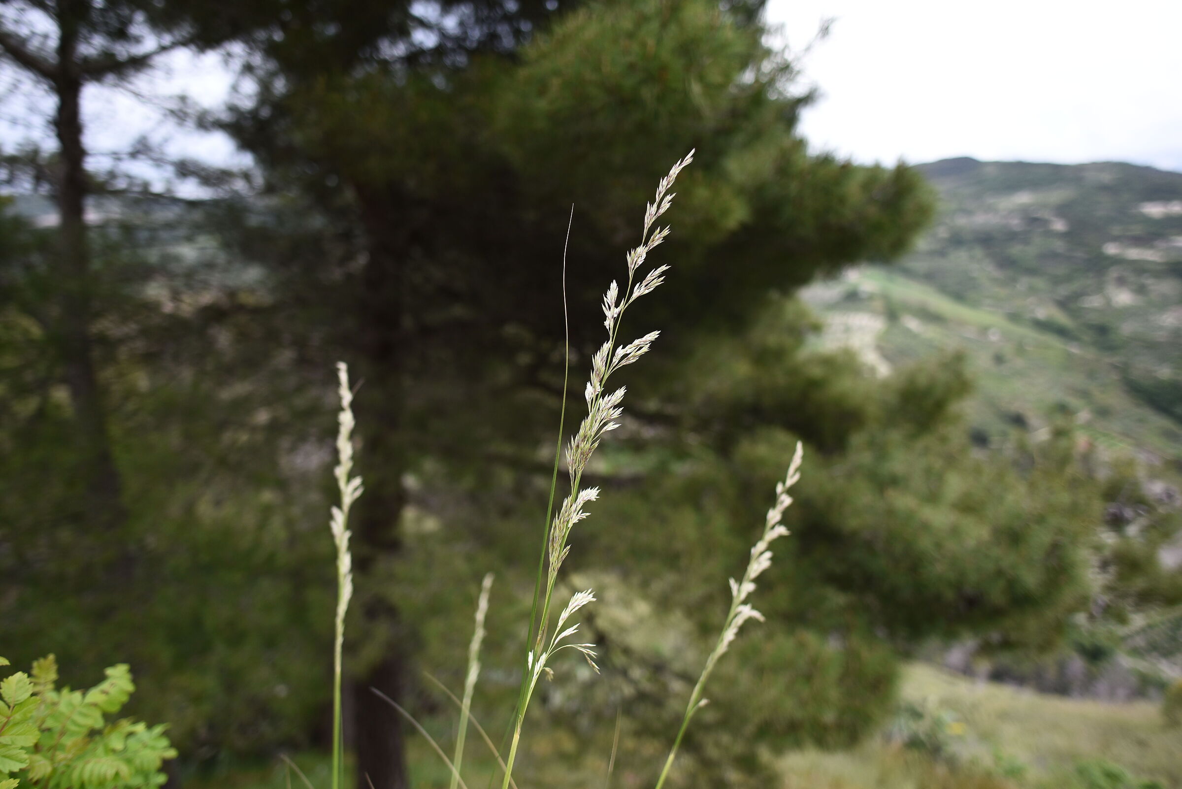 "@ F. 1.8 ", 1/ 4 Mila, ISO 500, Nikon 28, 1.4, D ...