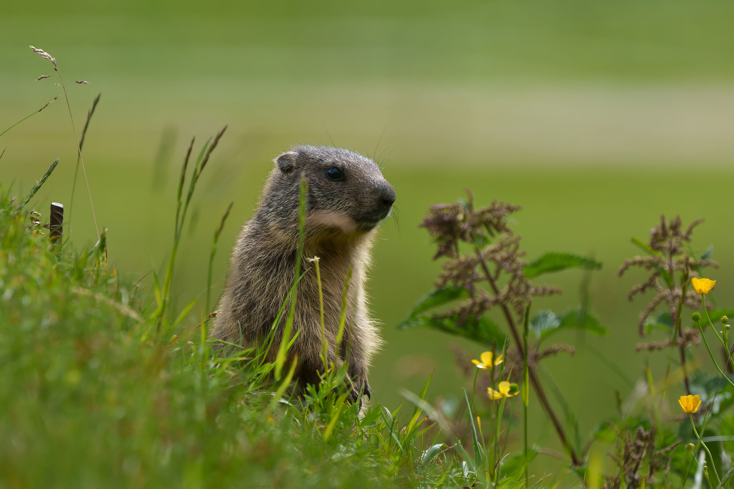 Marmotta