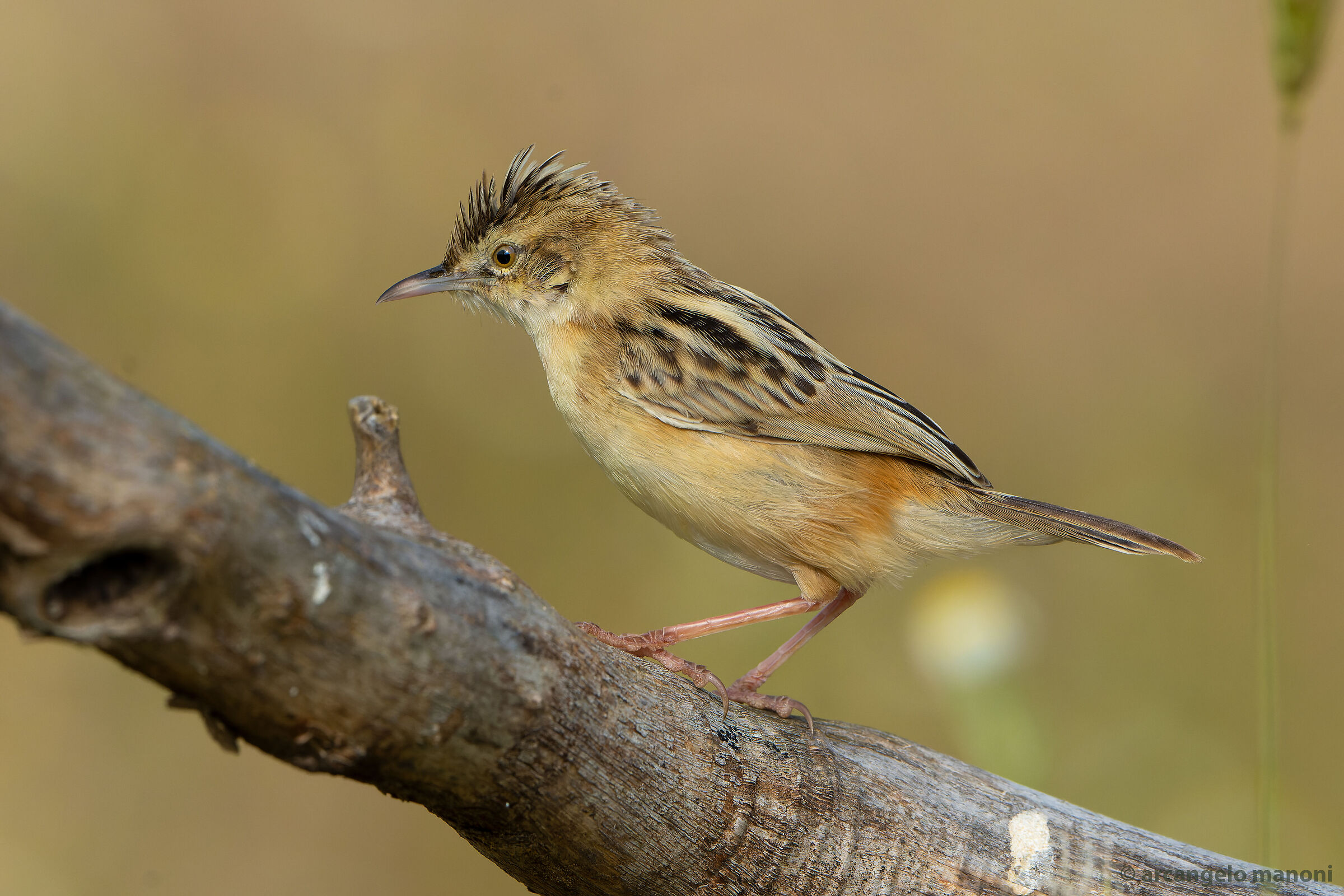The microscopic woodcock
