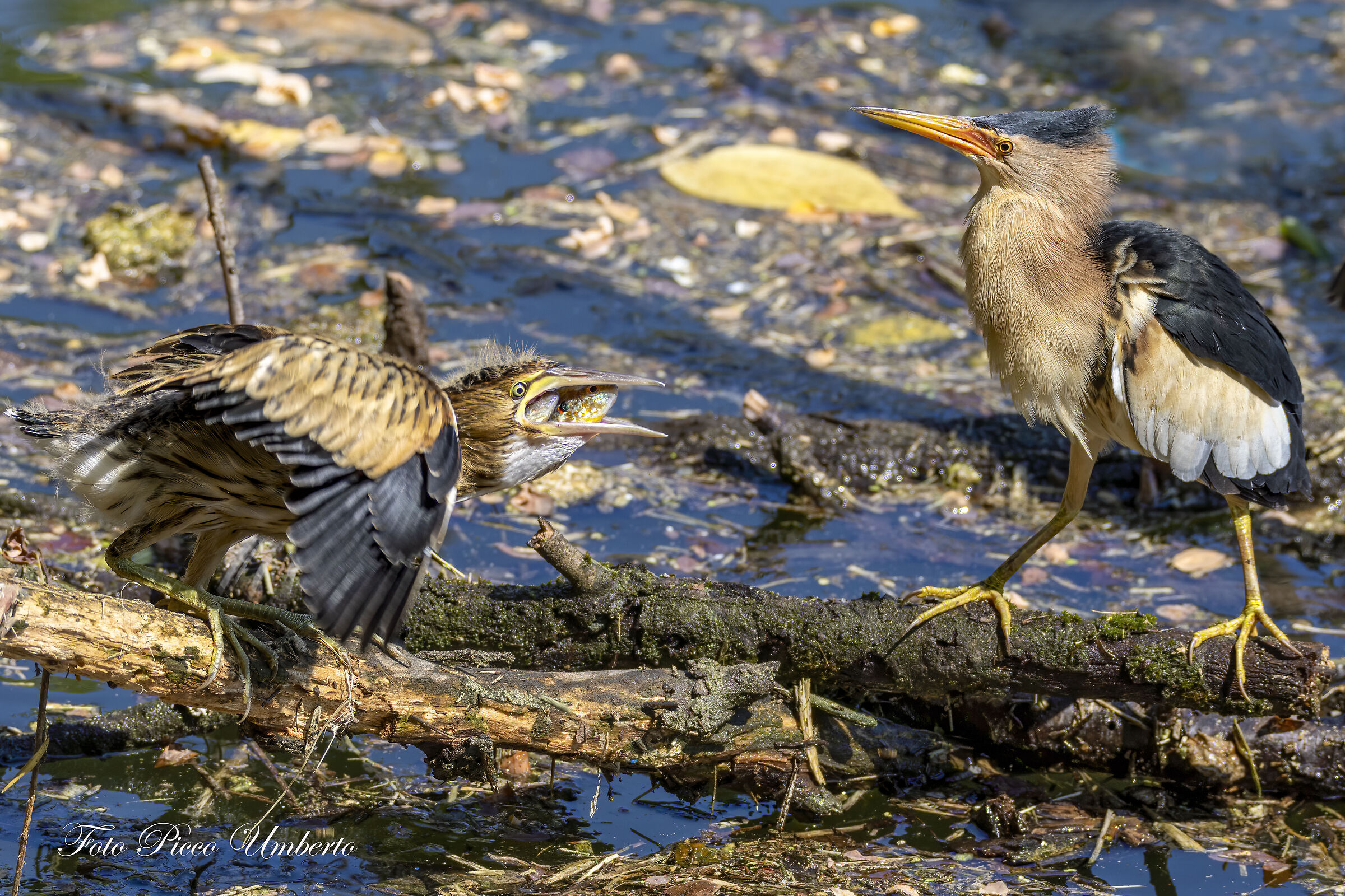 BE CAREFUL NOT TO CHOKE YOURSELF