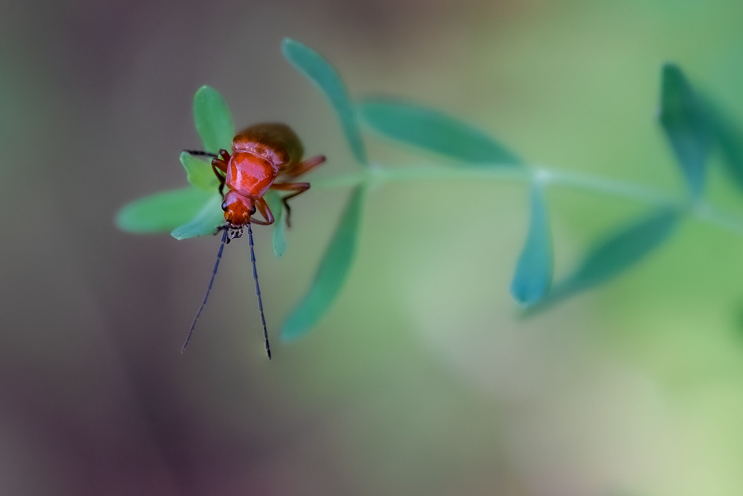 Rhagonycha fulva, the common red soldier beetle
