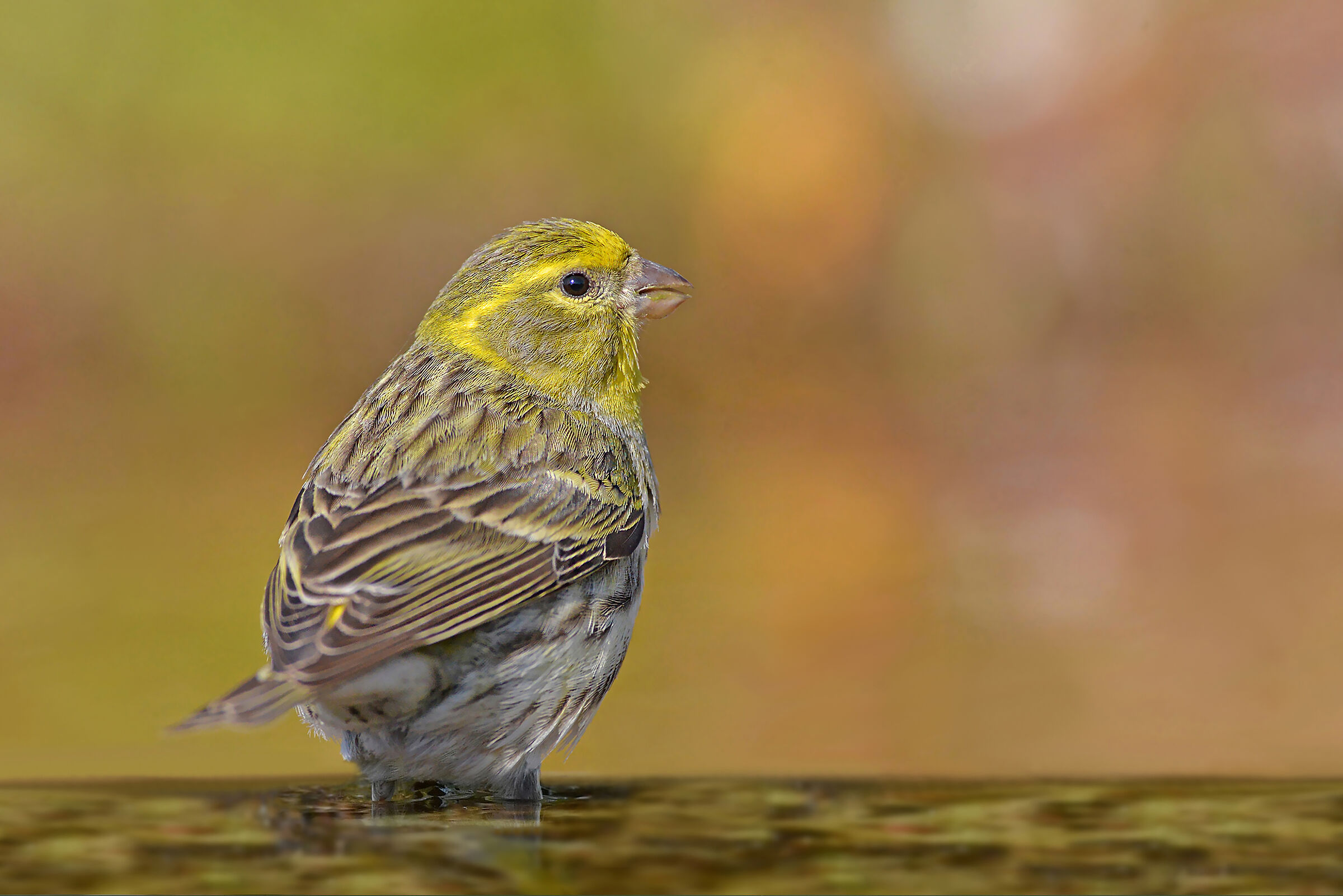 Light and colors in summer