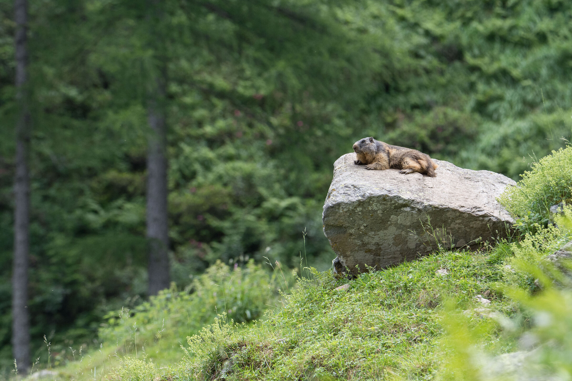 The Habitat of the marmot!