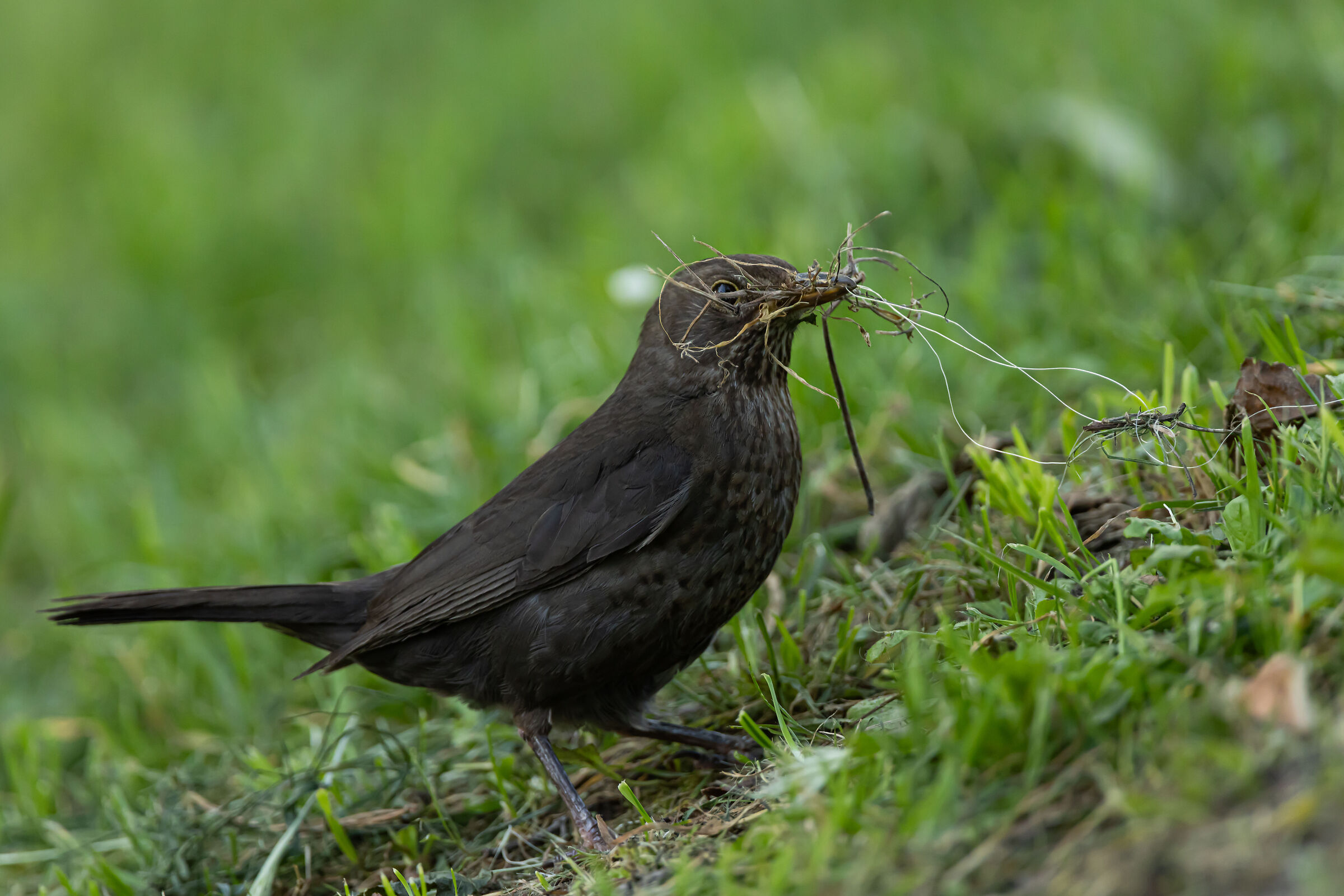 Merlo - Sartiarana (LC)