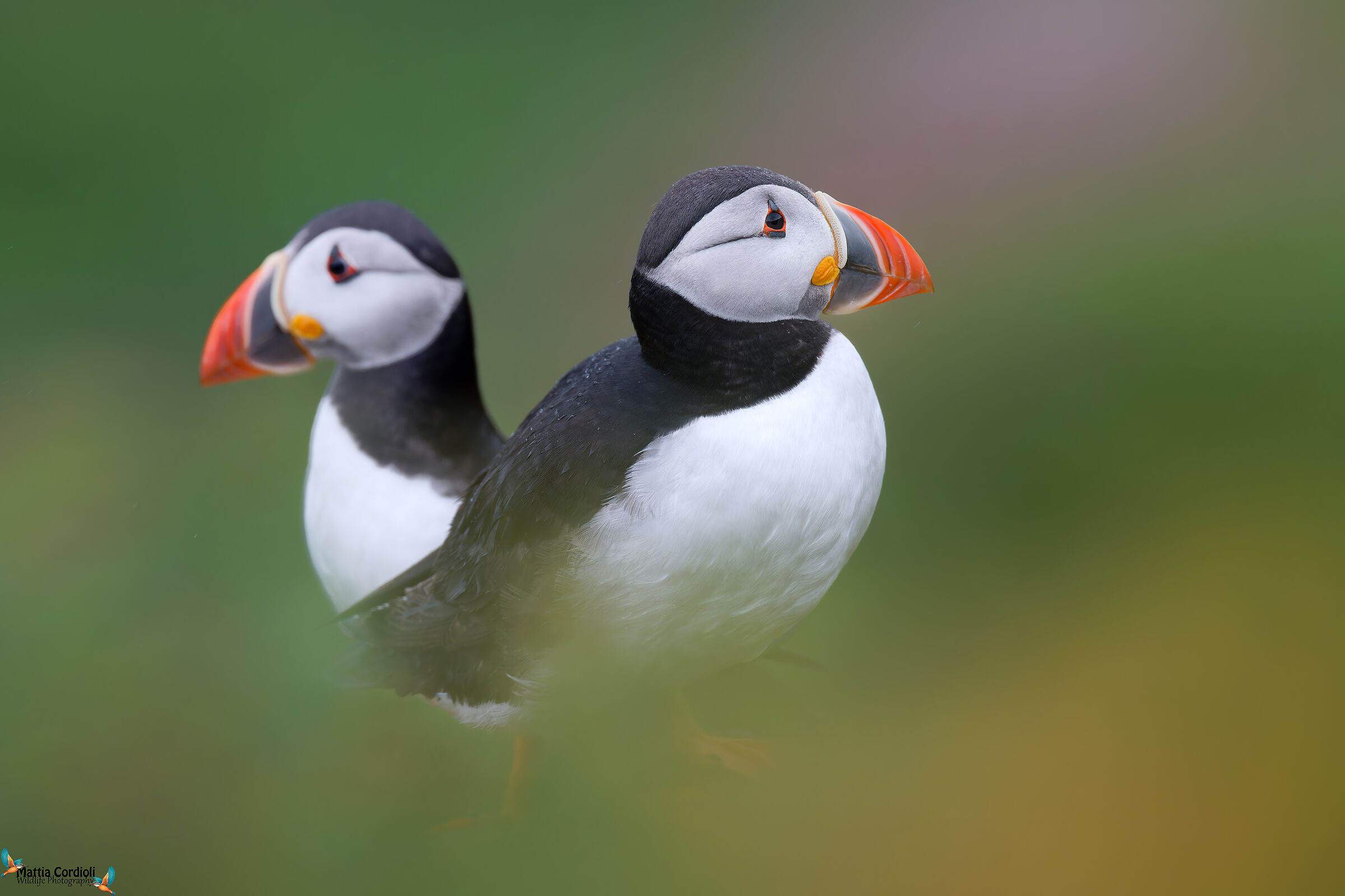 puffins