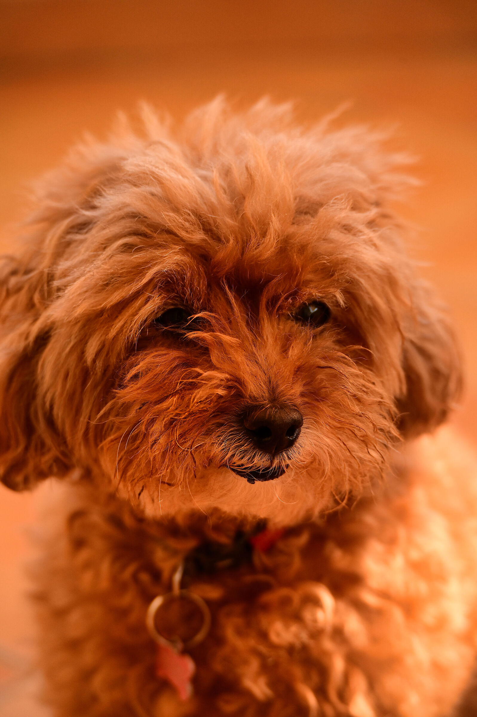 Camilla Interdetta al tramonto