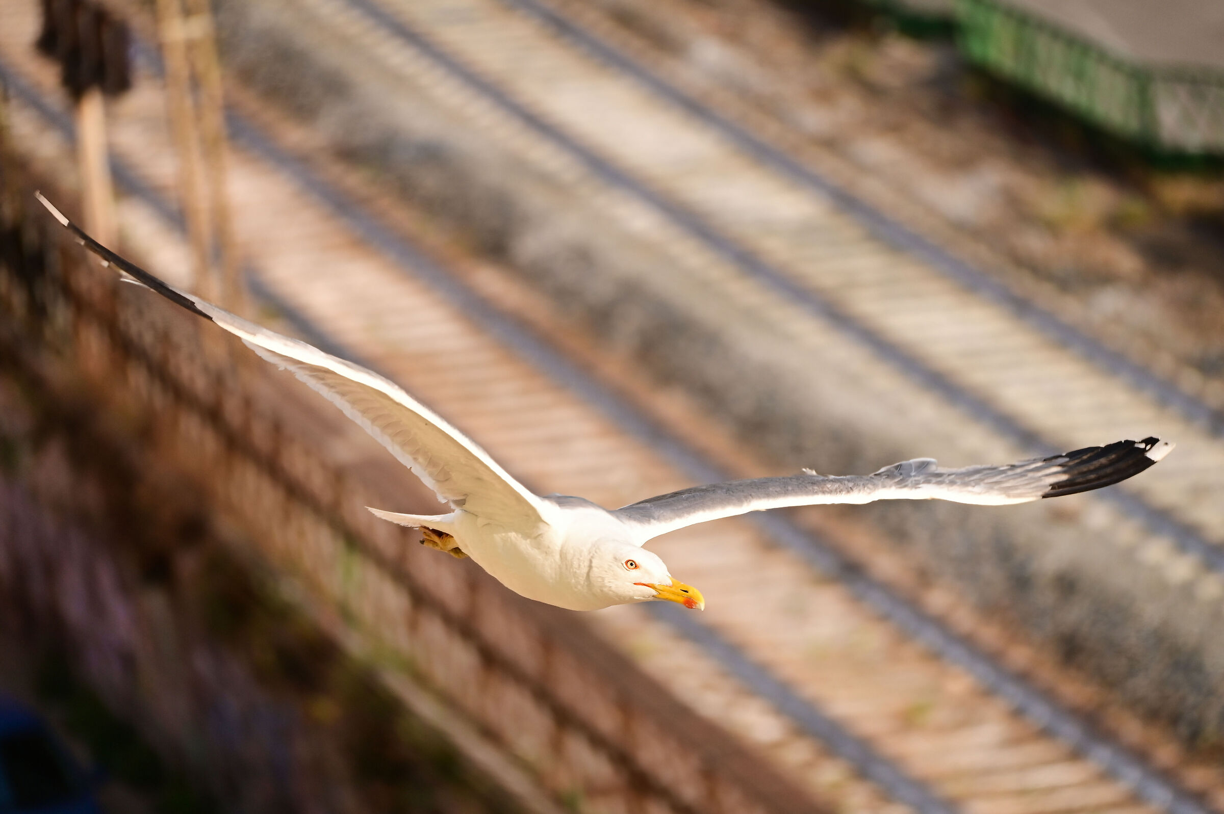 Il Gabbiano Sparviero