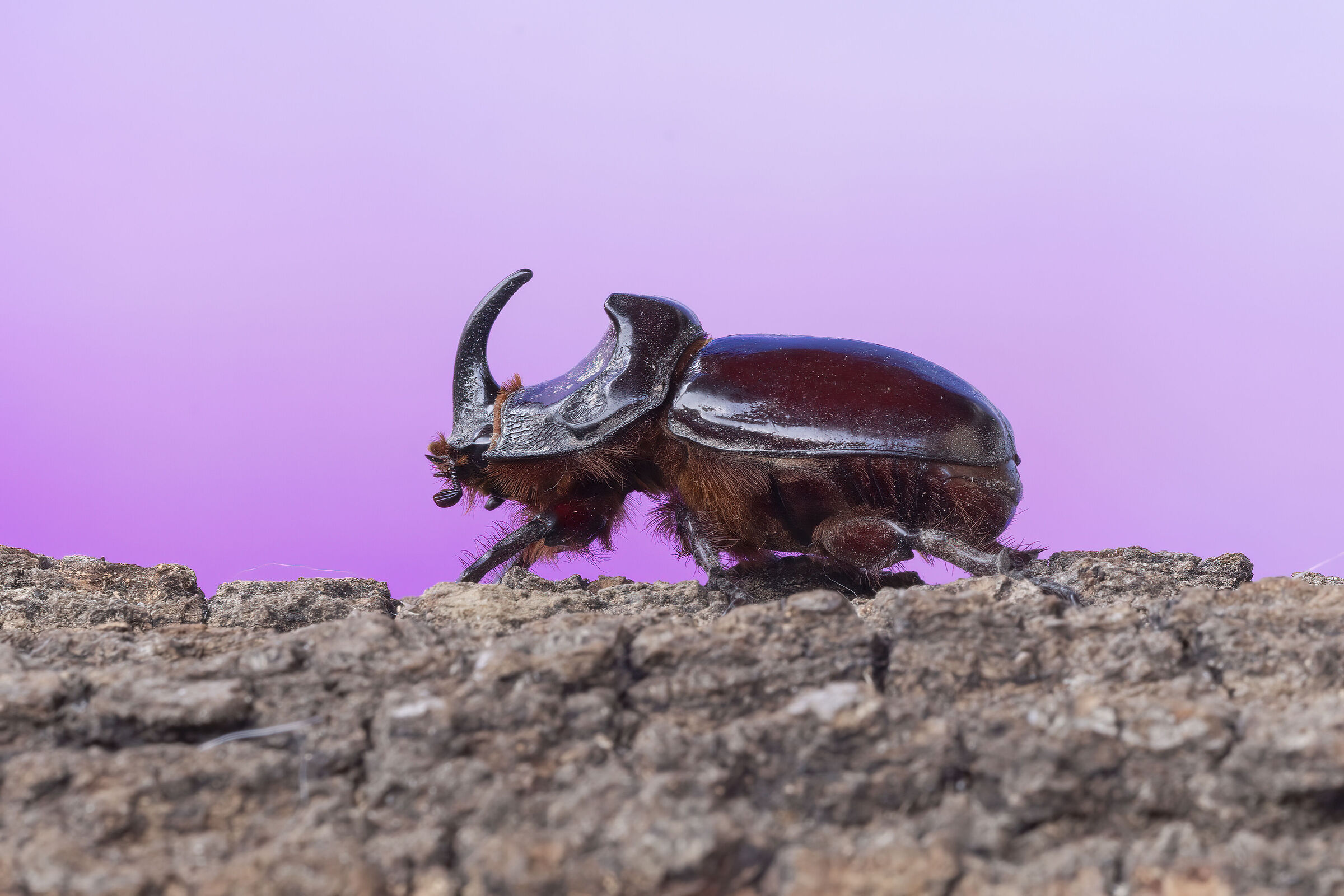 Rhinoceros beetle