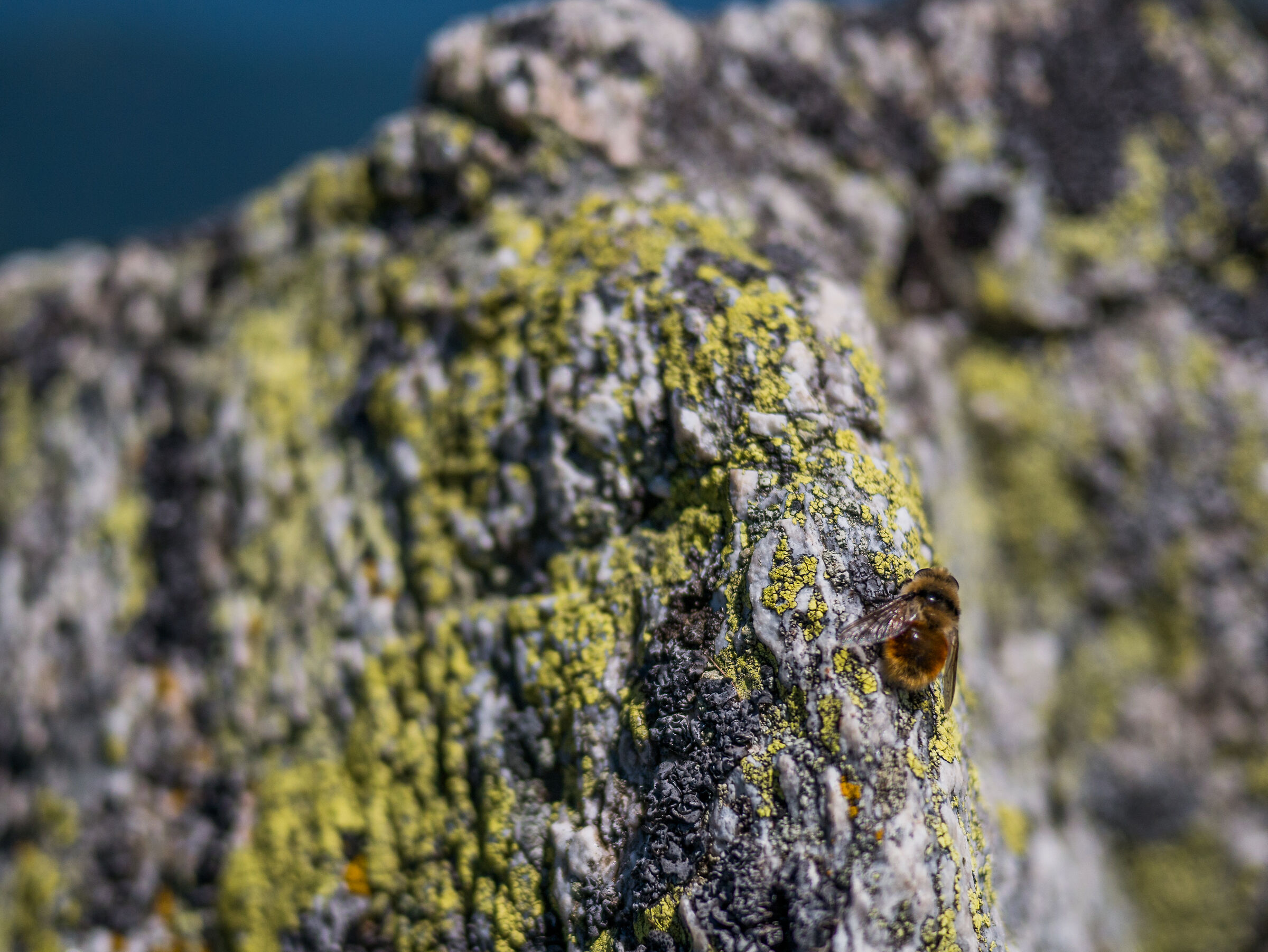Un insetto grosso... e buono.