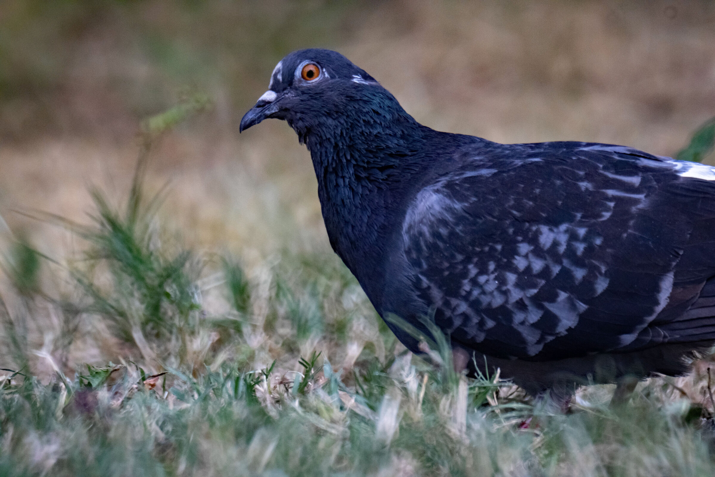 An ordinary pigeon