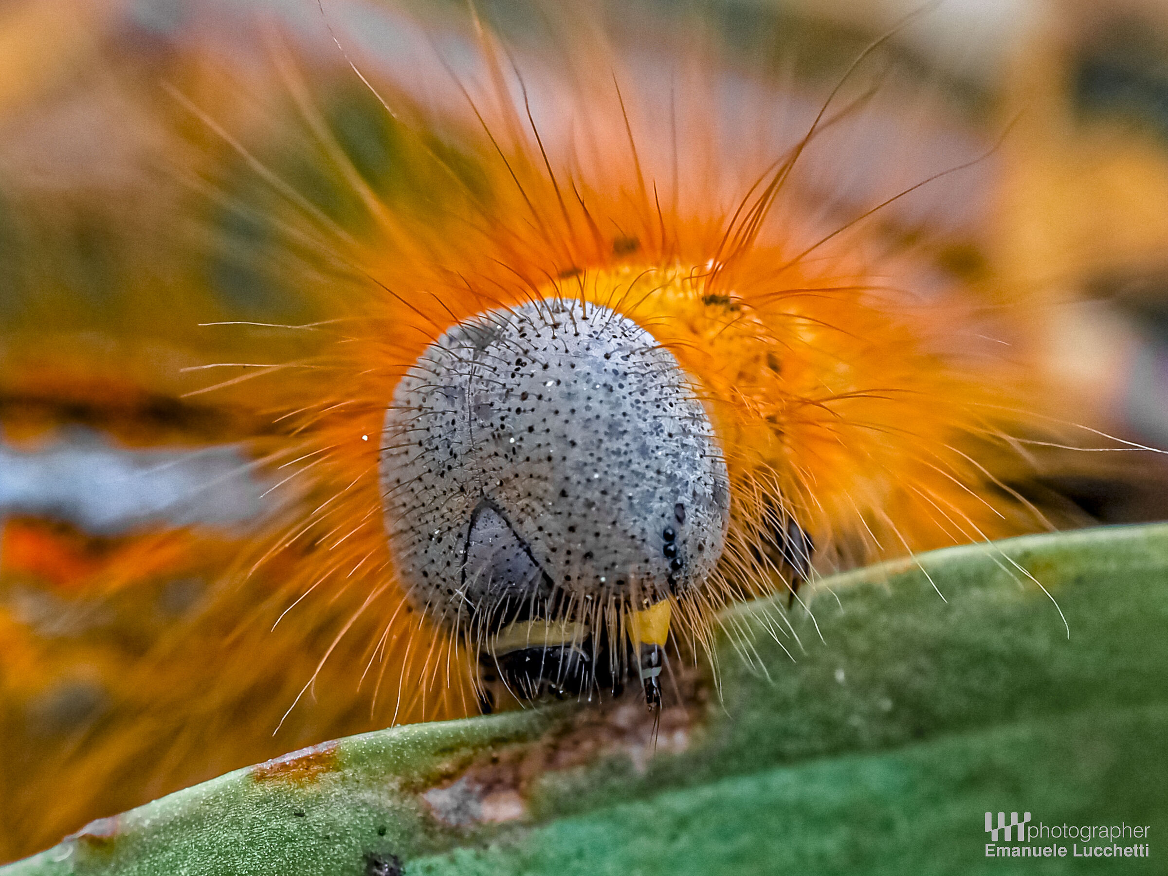 Macro in Wild
