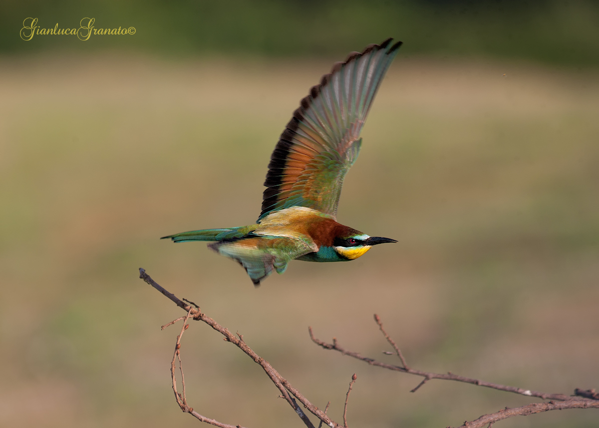 La bellezza del volo