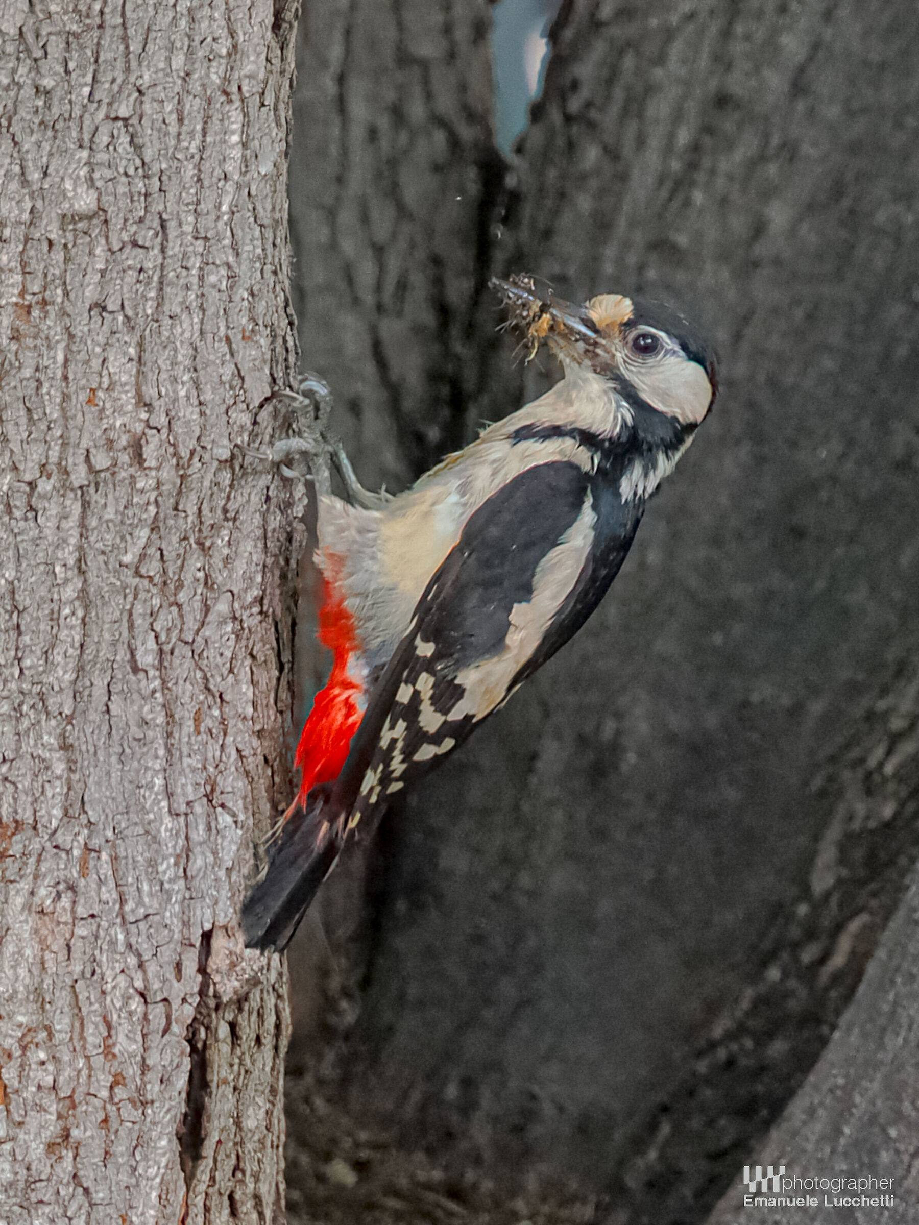 Picchio rosso maggiore