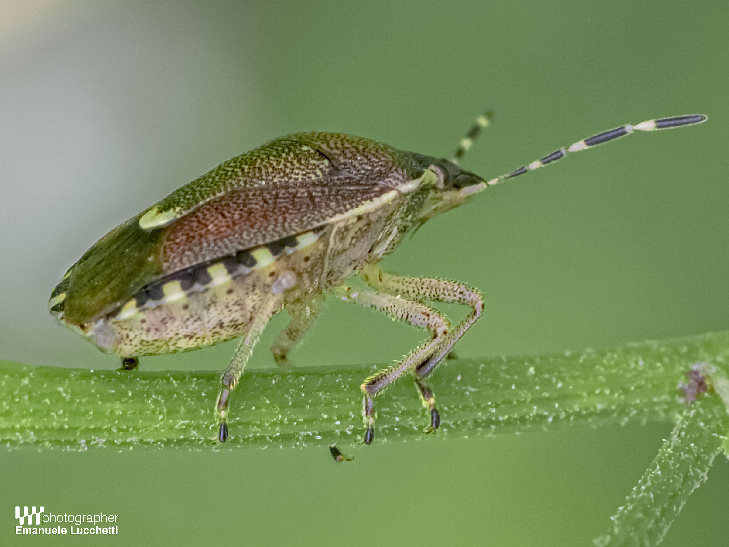 Macro in Wild