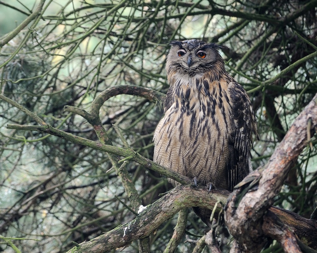 Eurasian Eagle-Owl in his habitat