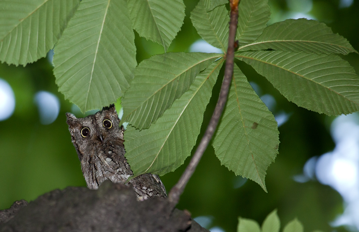 Screech Owl - After liberation