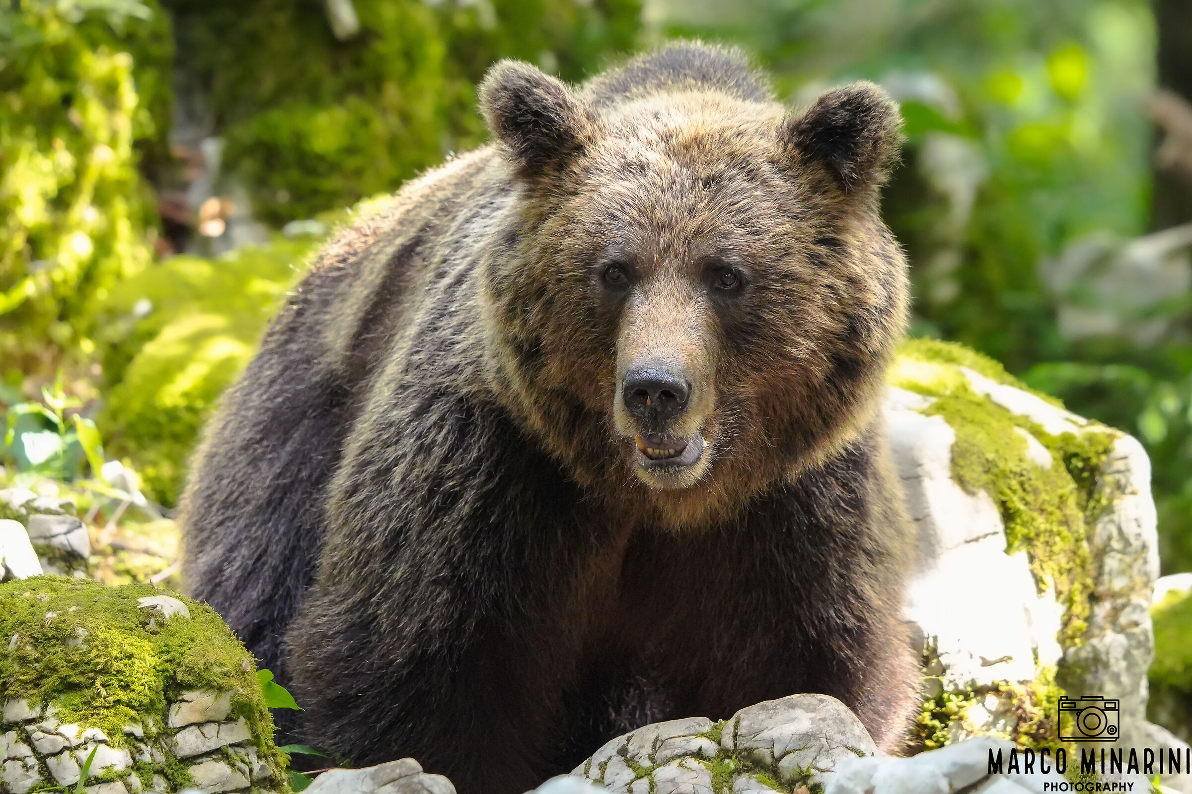 Orso bruno