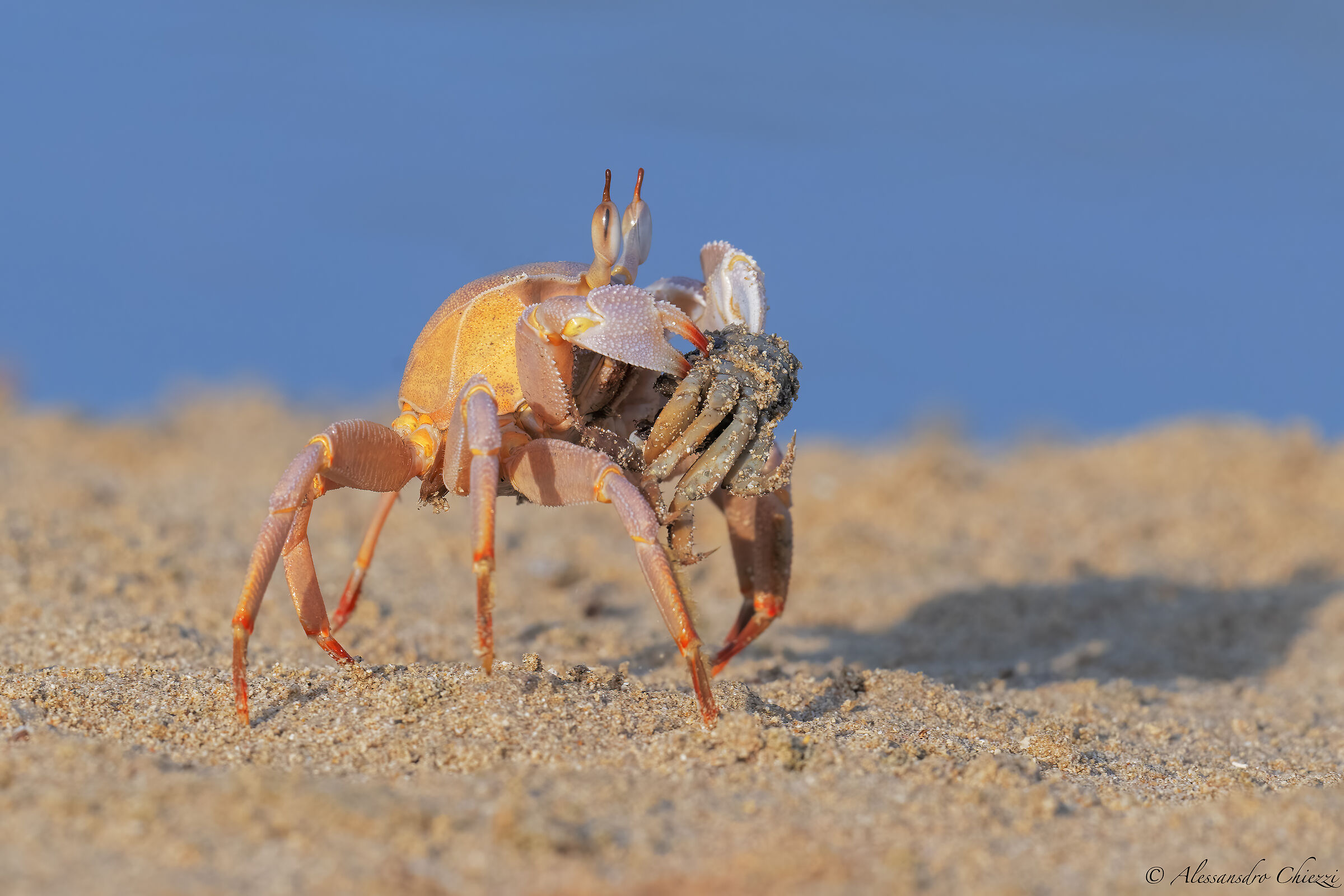 Crab eats crab