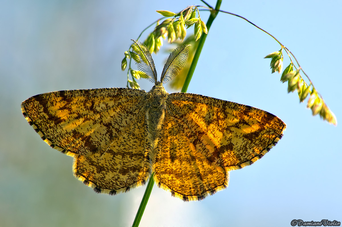 Farfalla in controluce