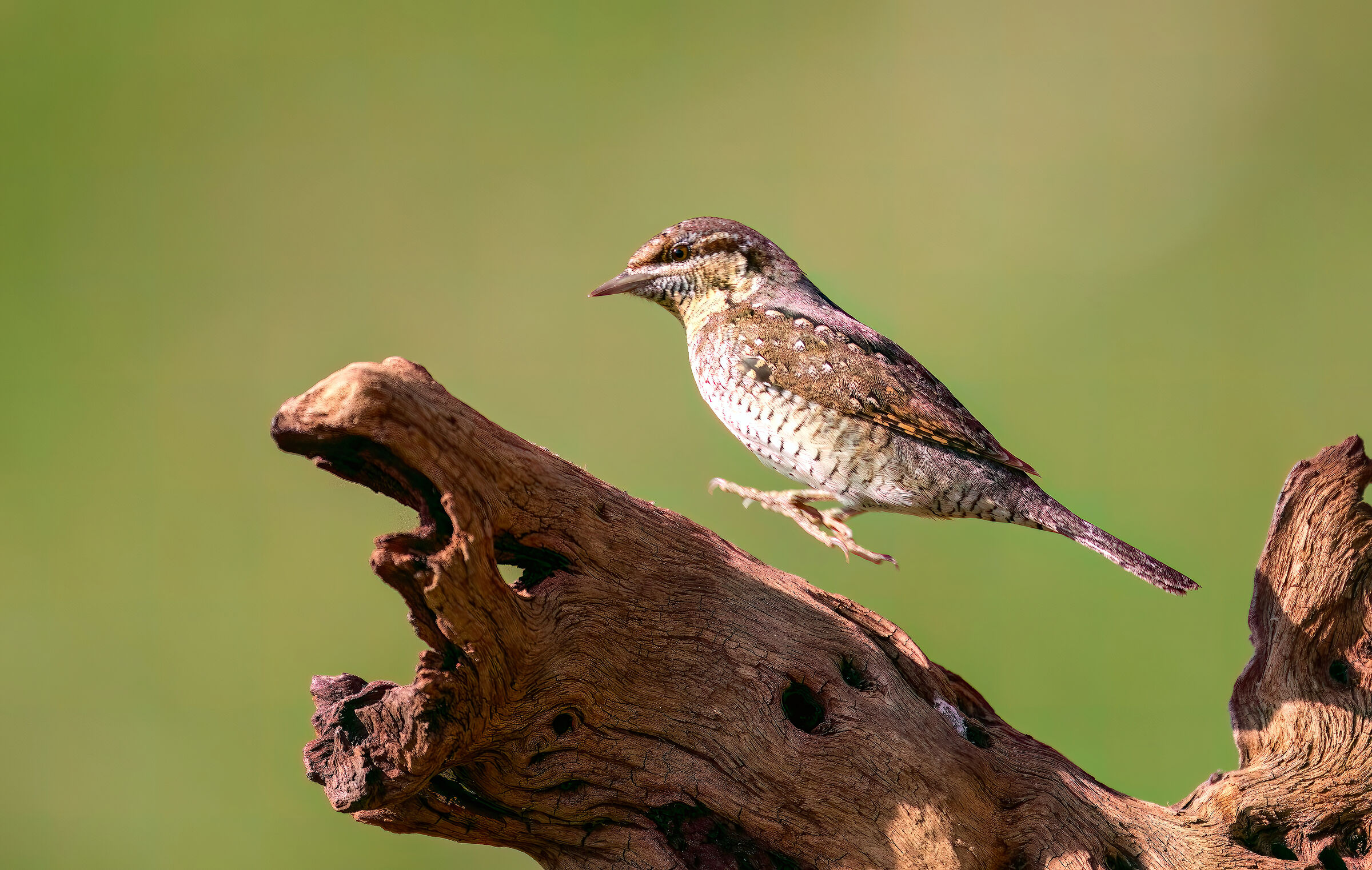 In mid-air Stiff neck