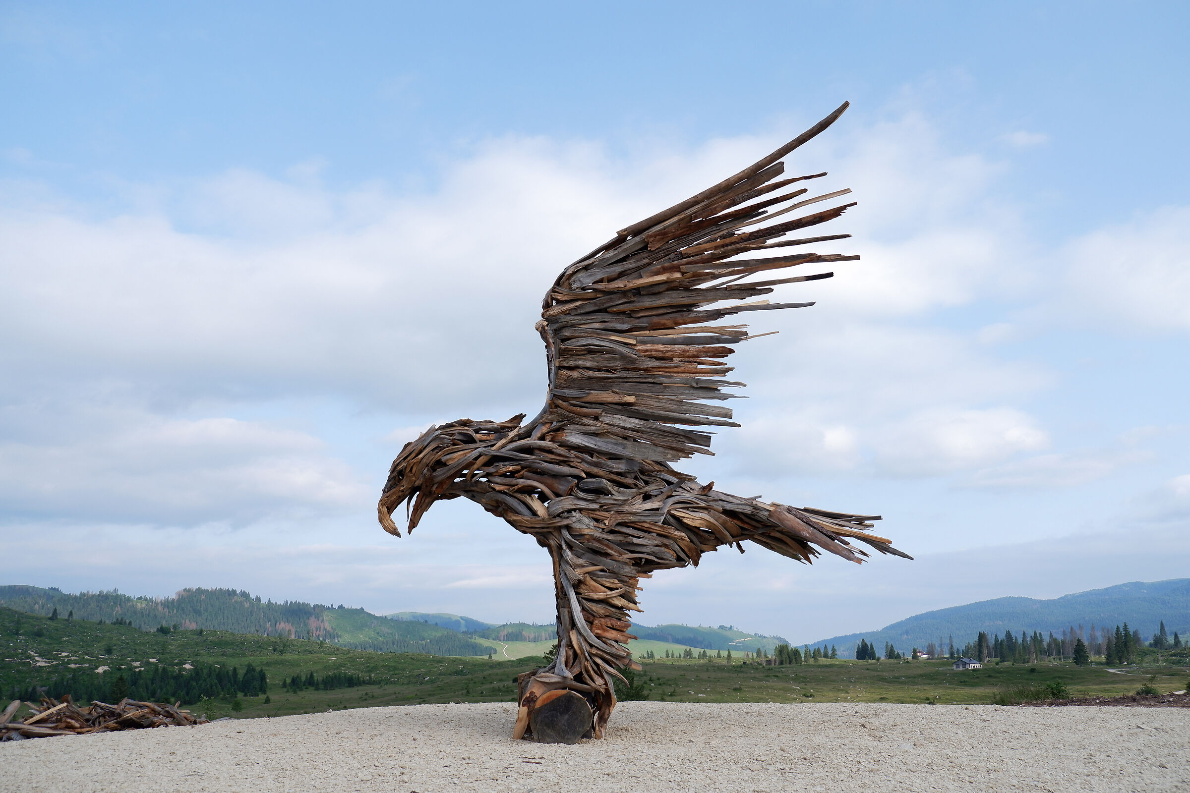 Aquila Vaia - Piana di Marcesina