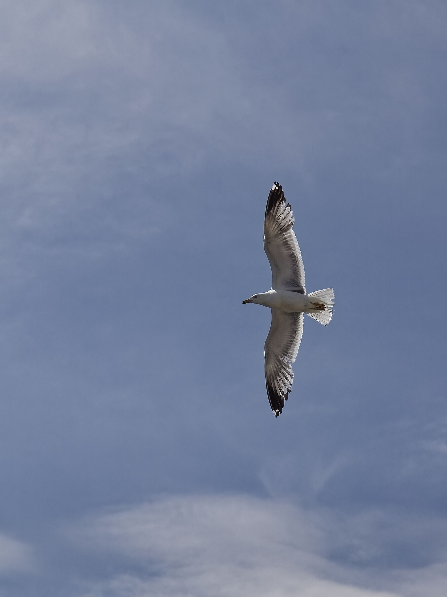 Seagull in Flight 4