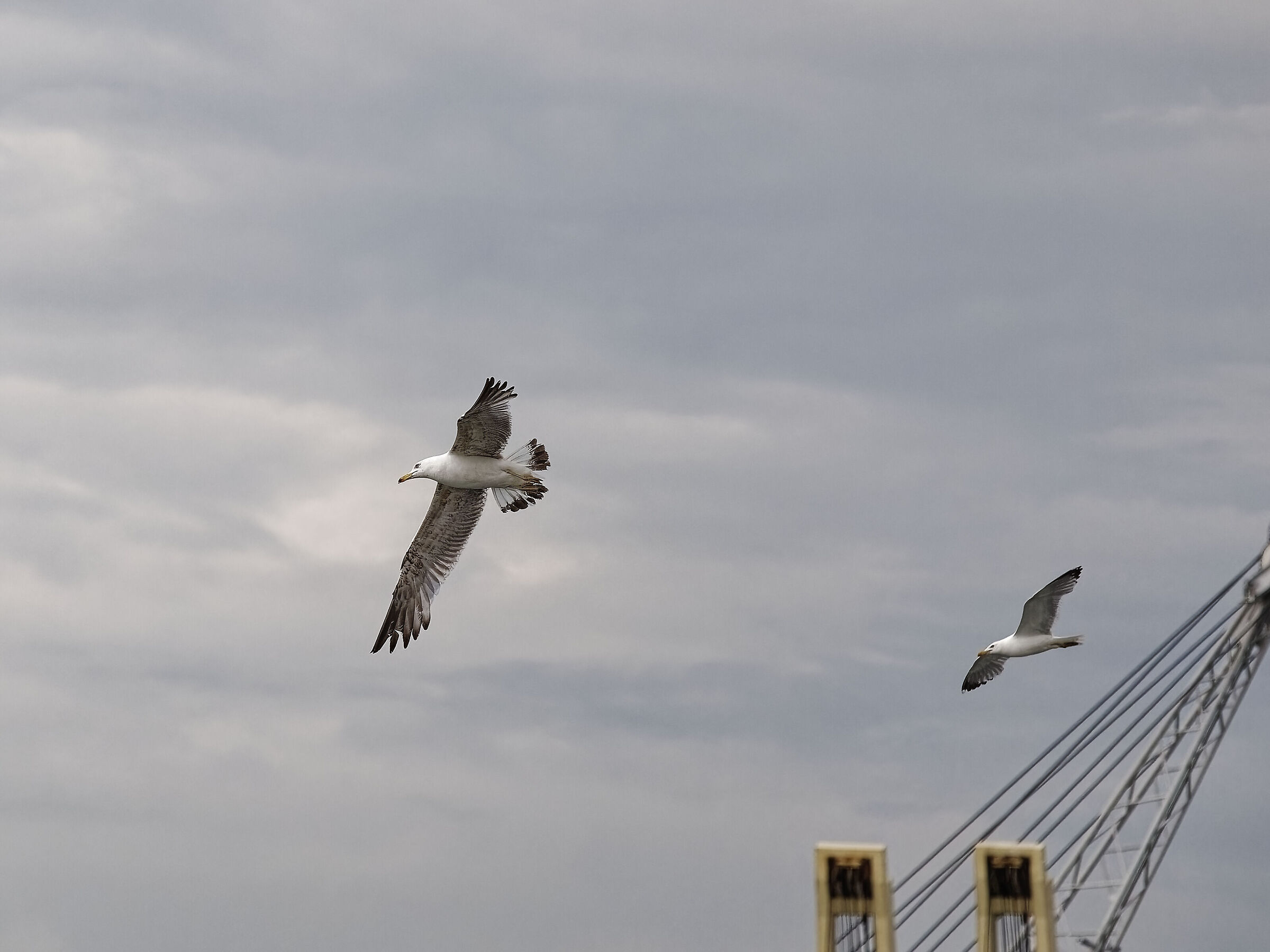 Seagull in Flight 5