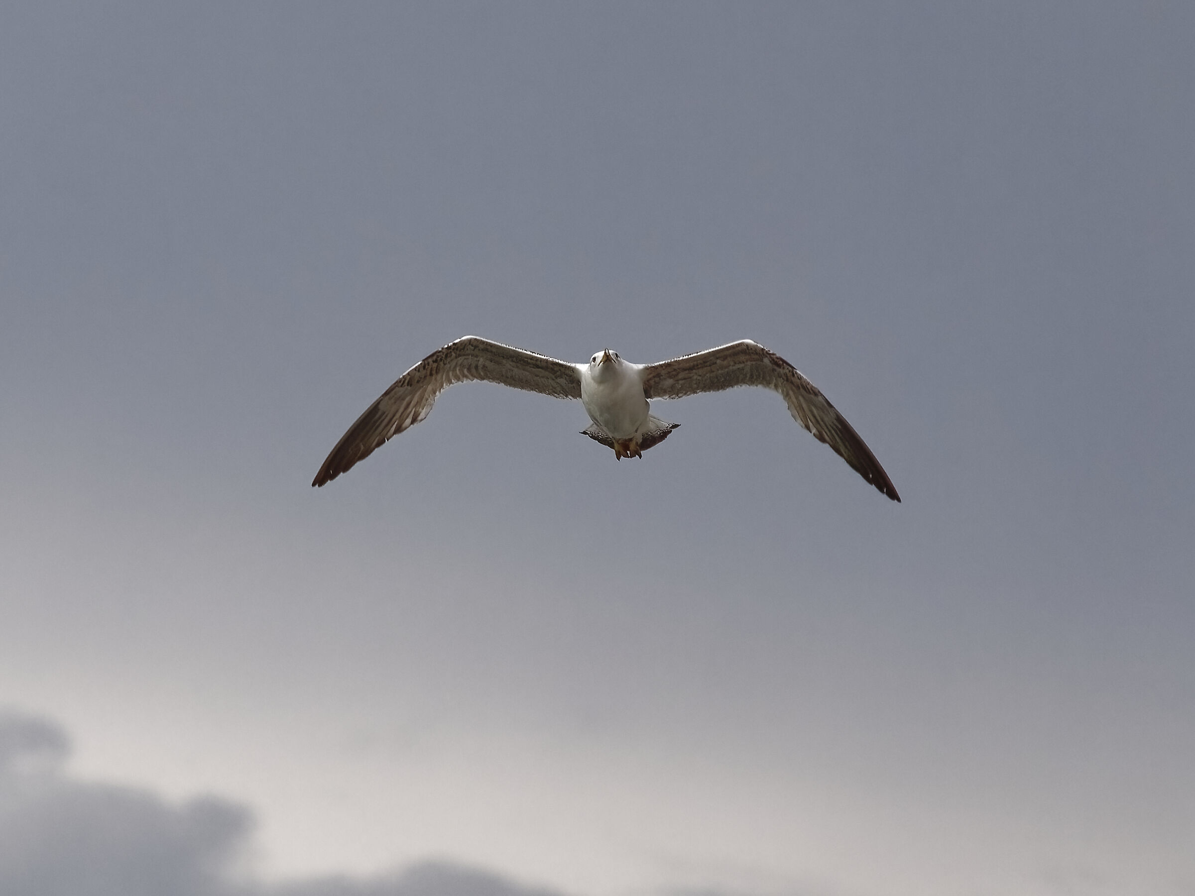 Seagull in Flight 5