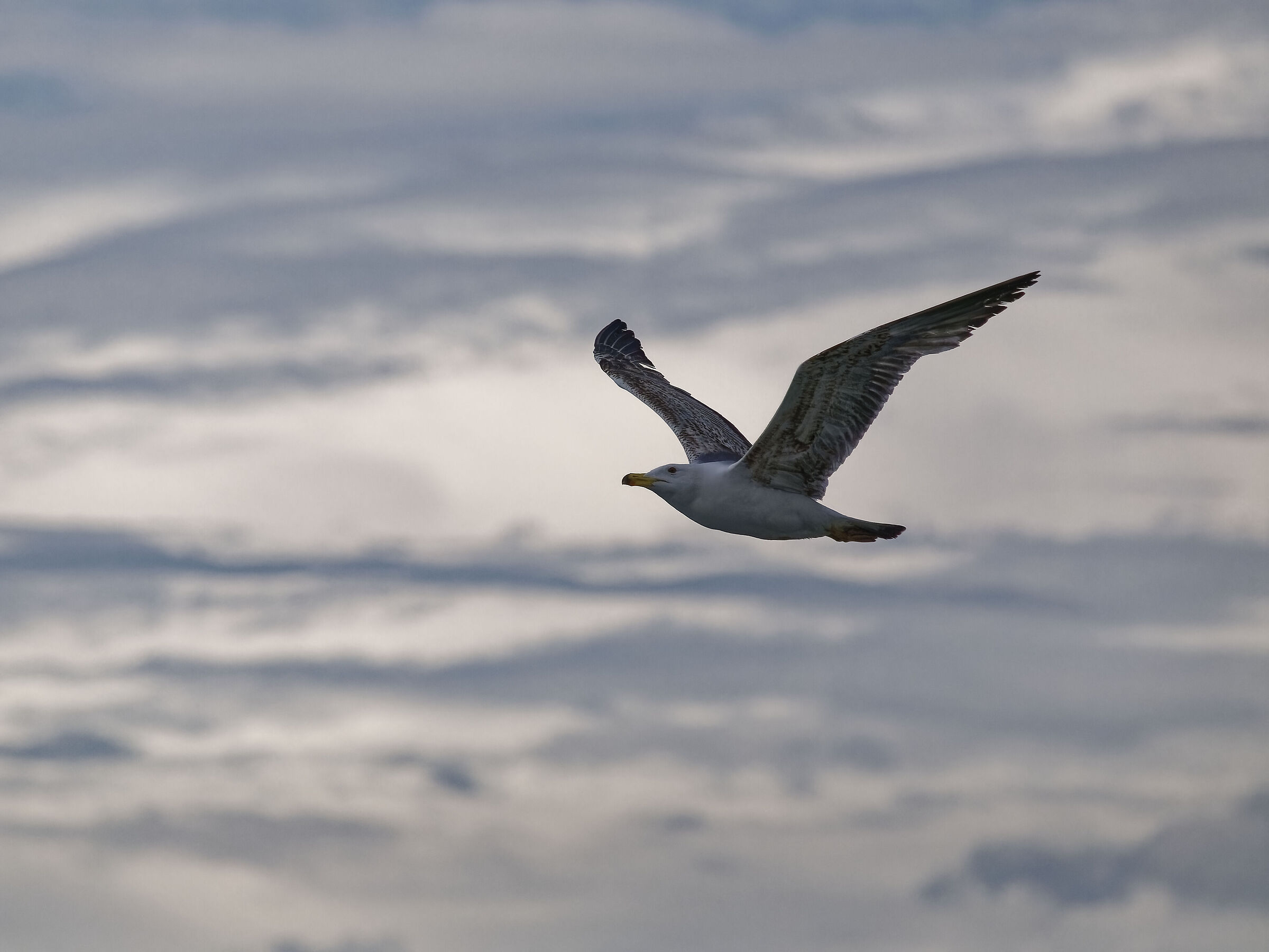 Seagull in Flight 7