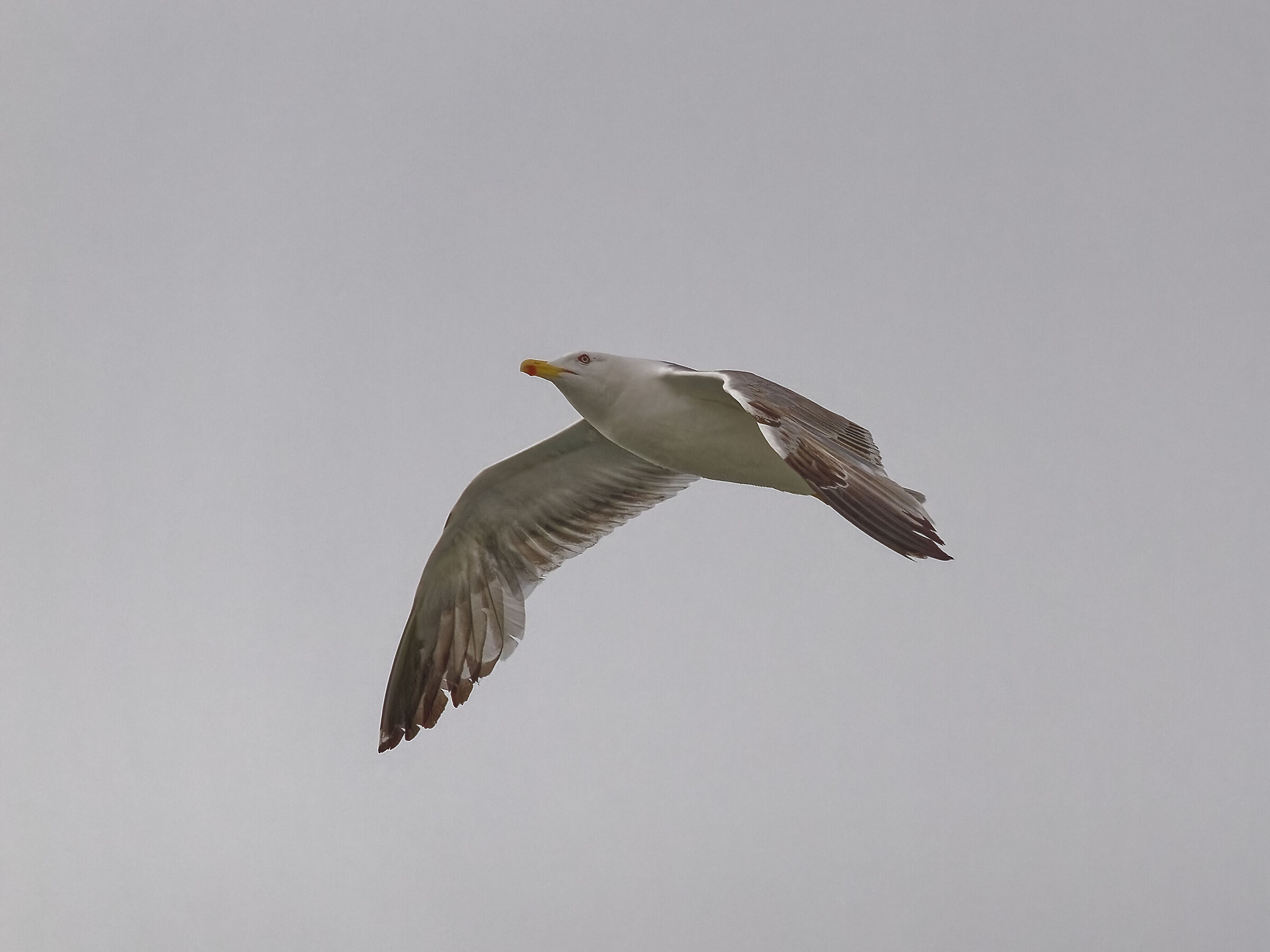 Seagull in Flight 8