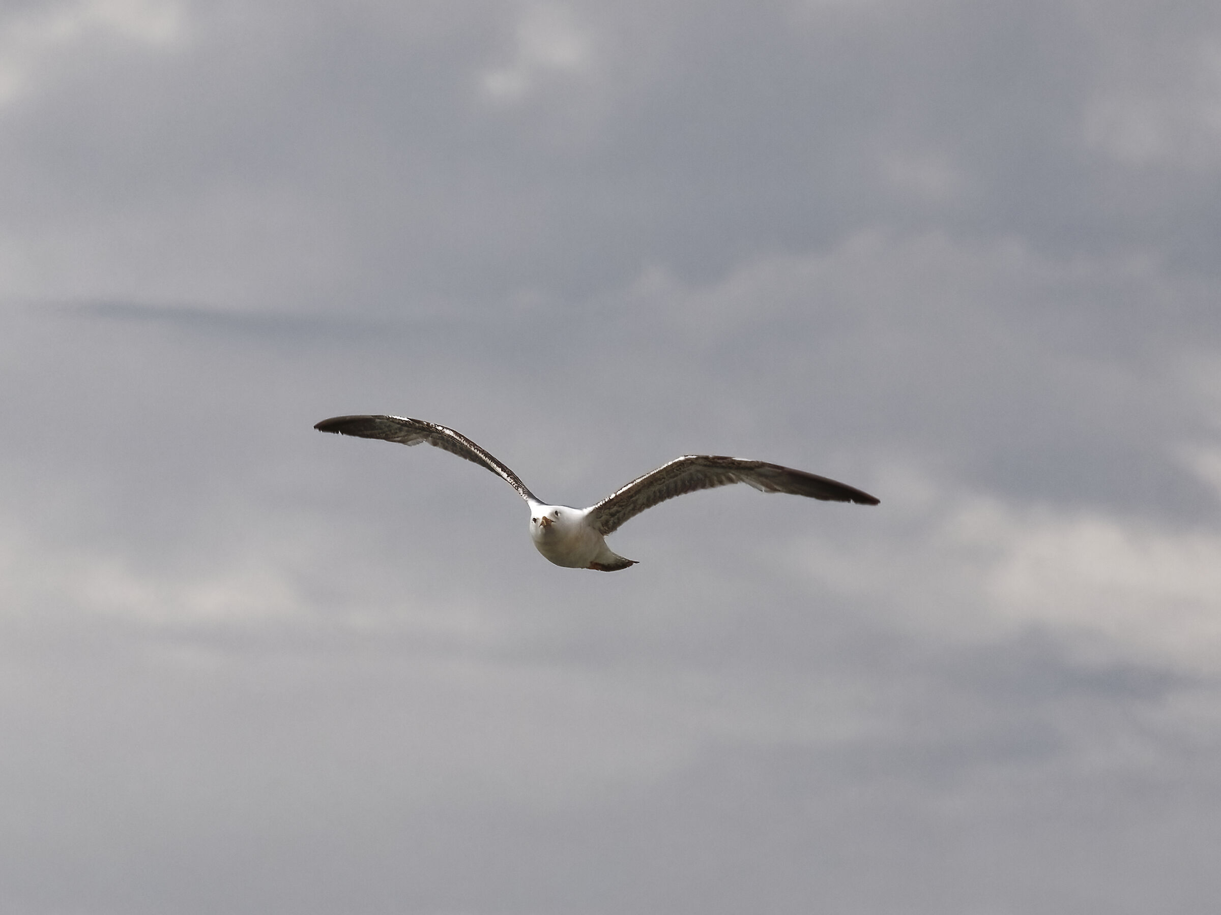 Seagull in Flight 9