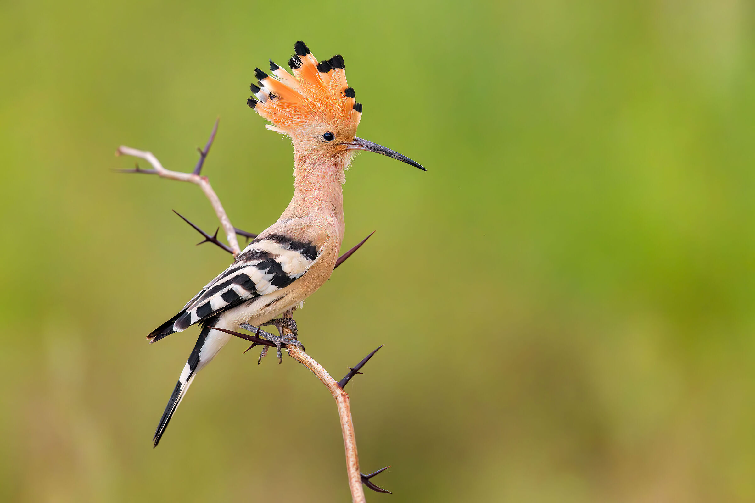 Hoopoe 10k iso