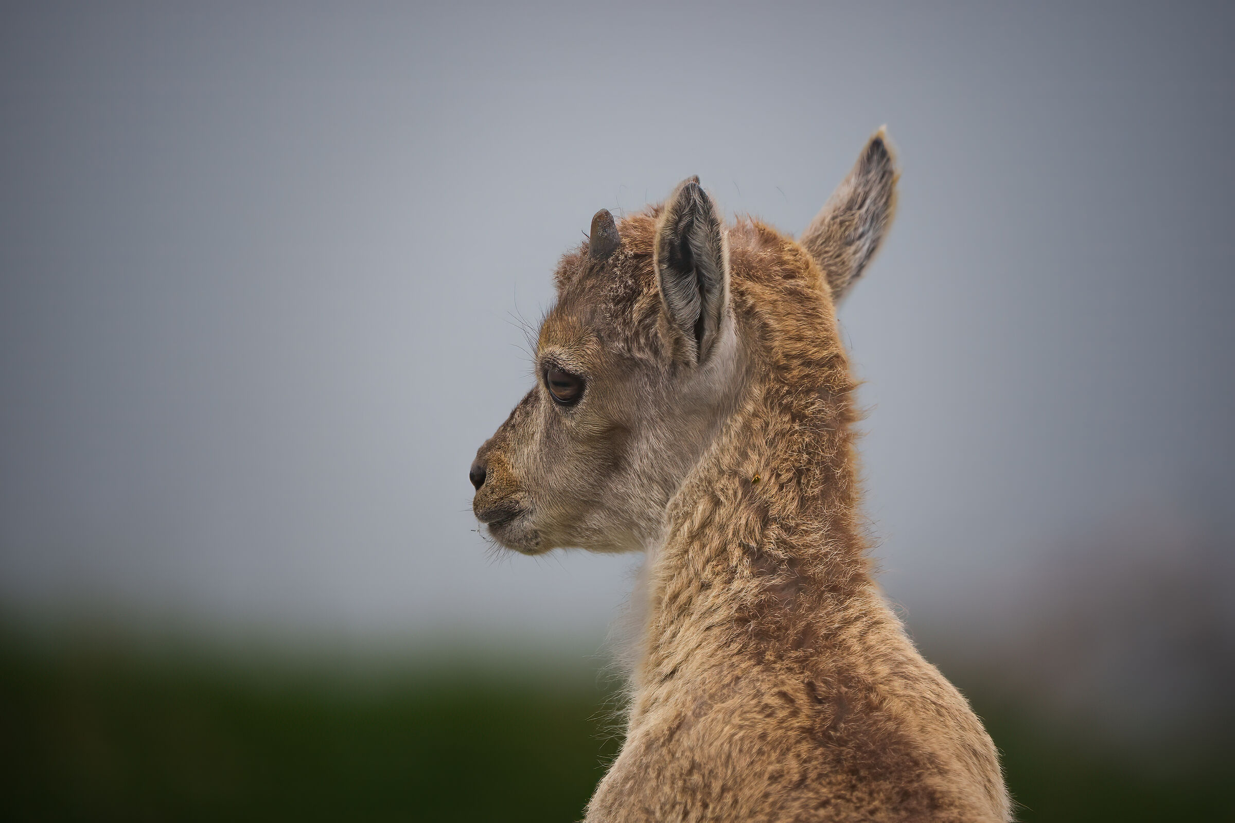 Small ibex
