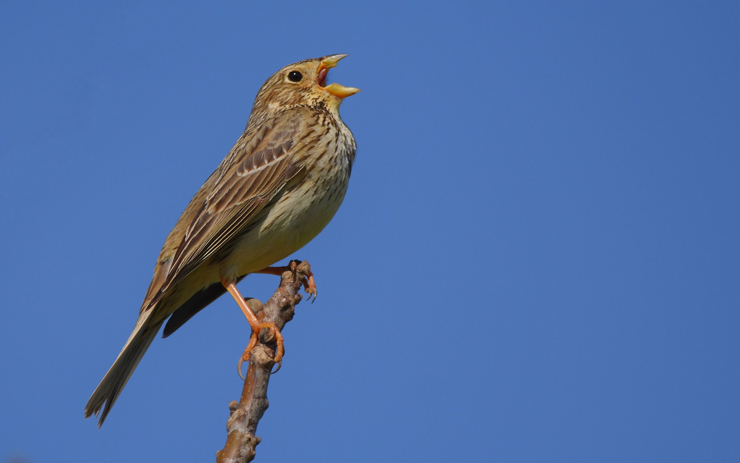 Strillozzo (Miliaria calandra)