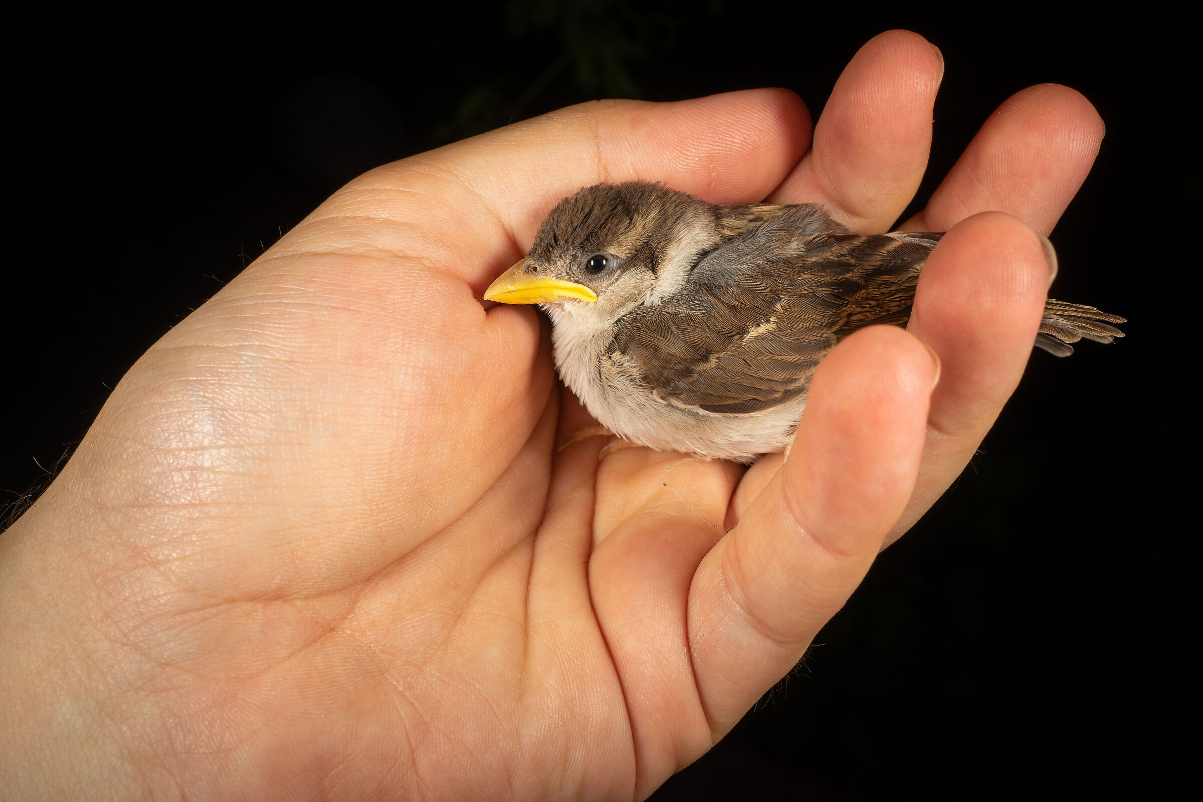 Il piccolo passerotto