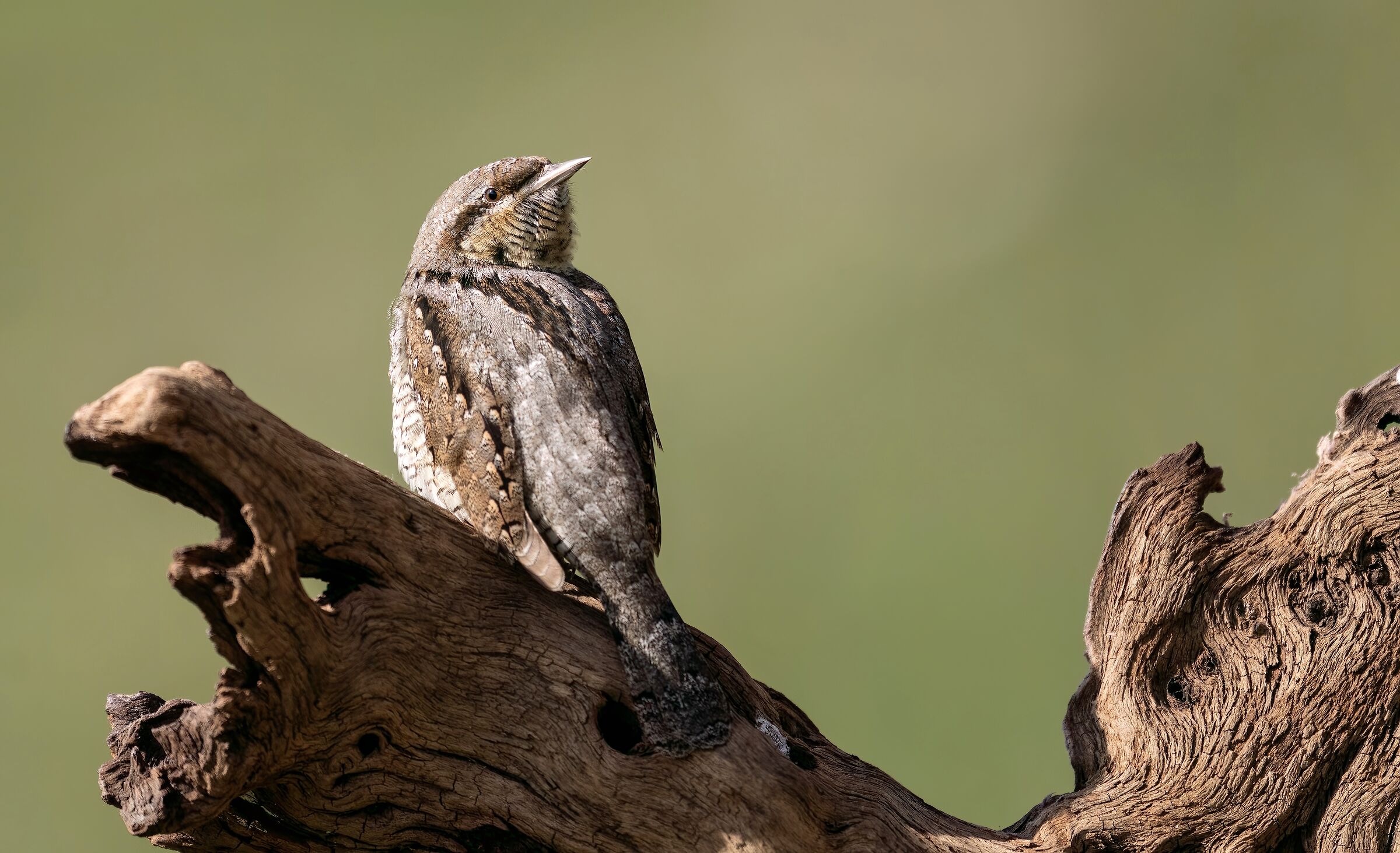 Wryneck