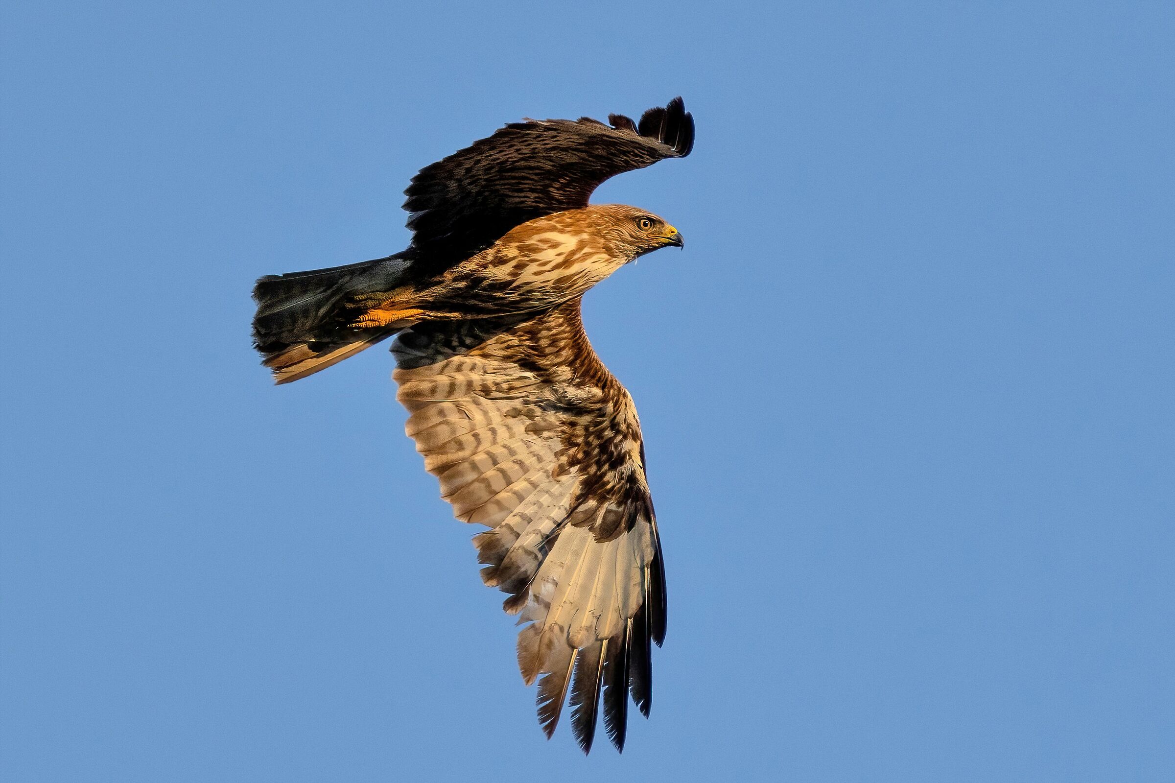 Poiana (Buteo buteo)