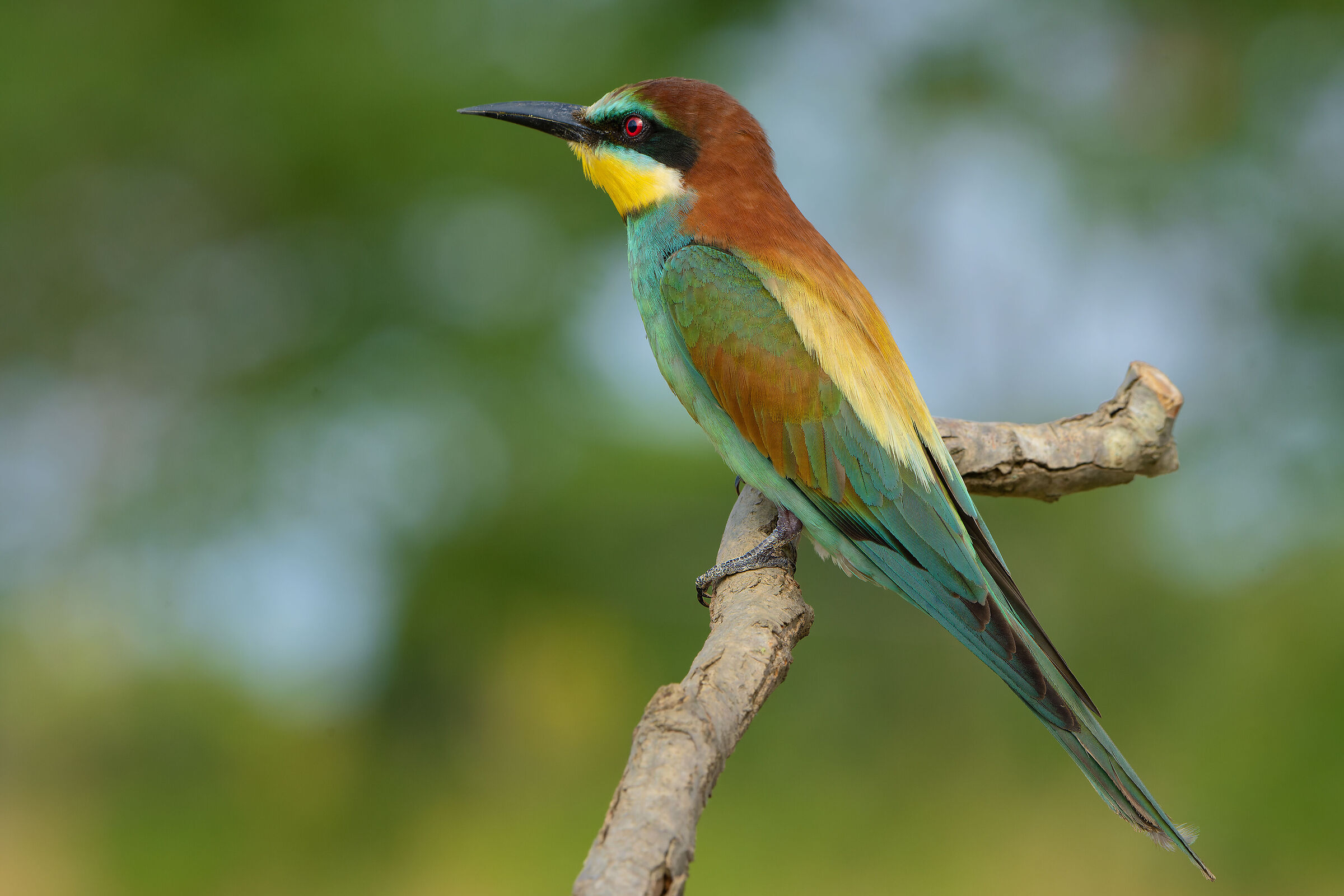 Mr. Bee-eater