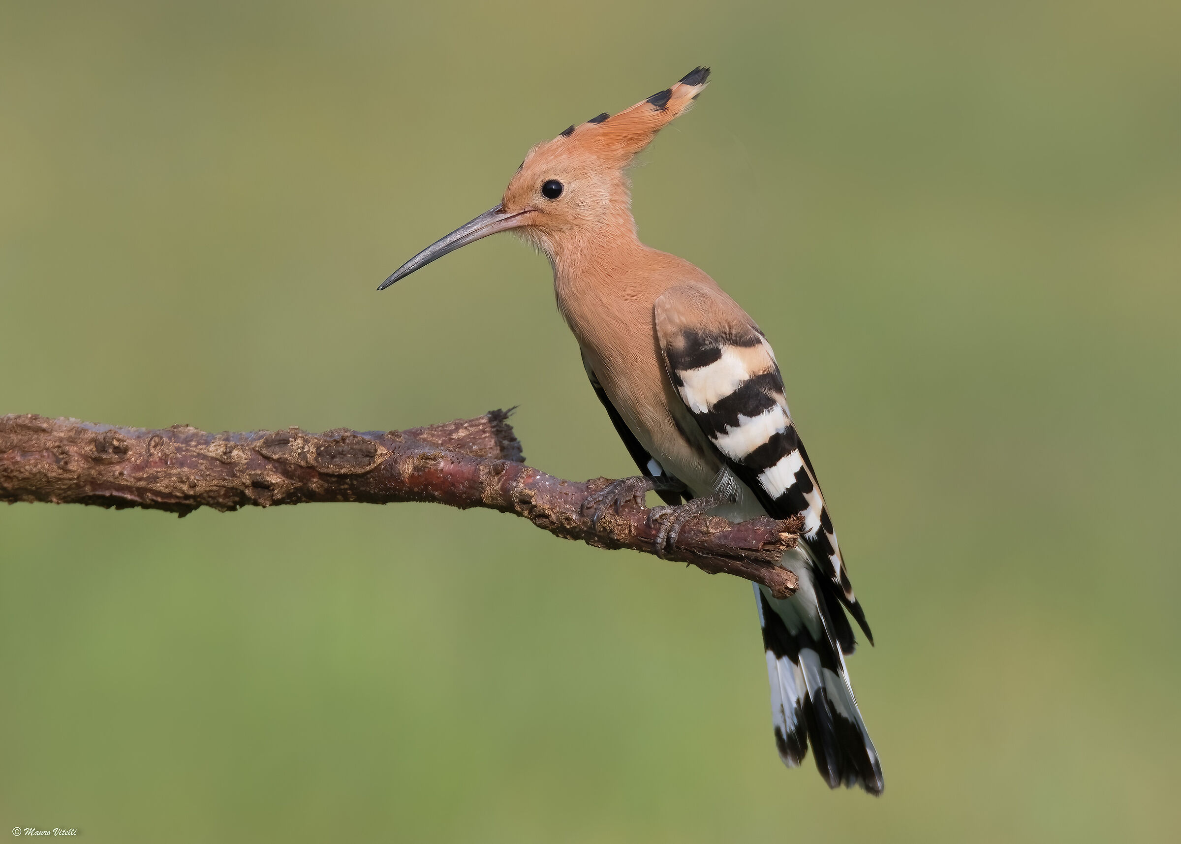 Portrait Hoopoe..