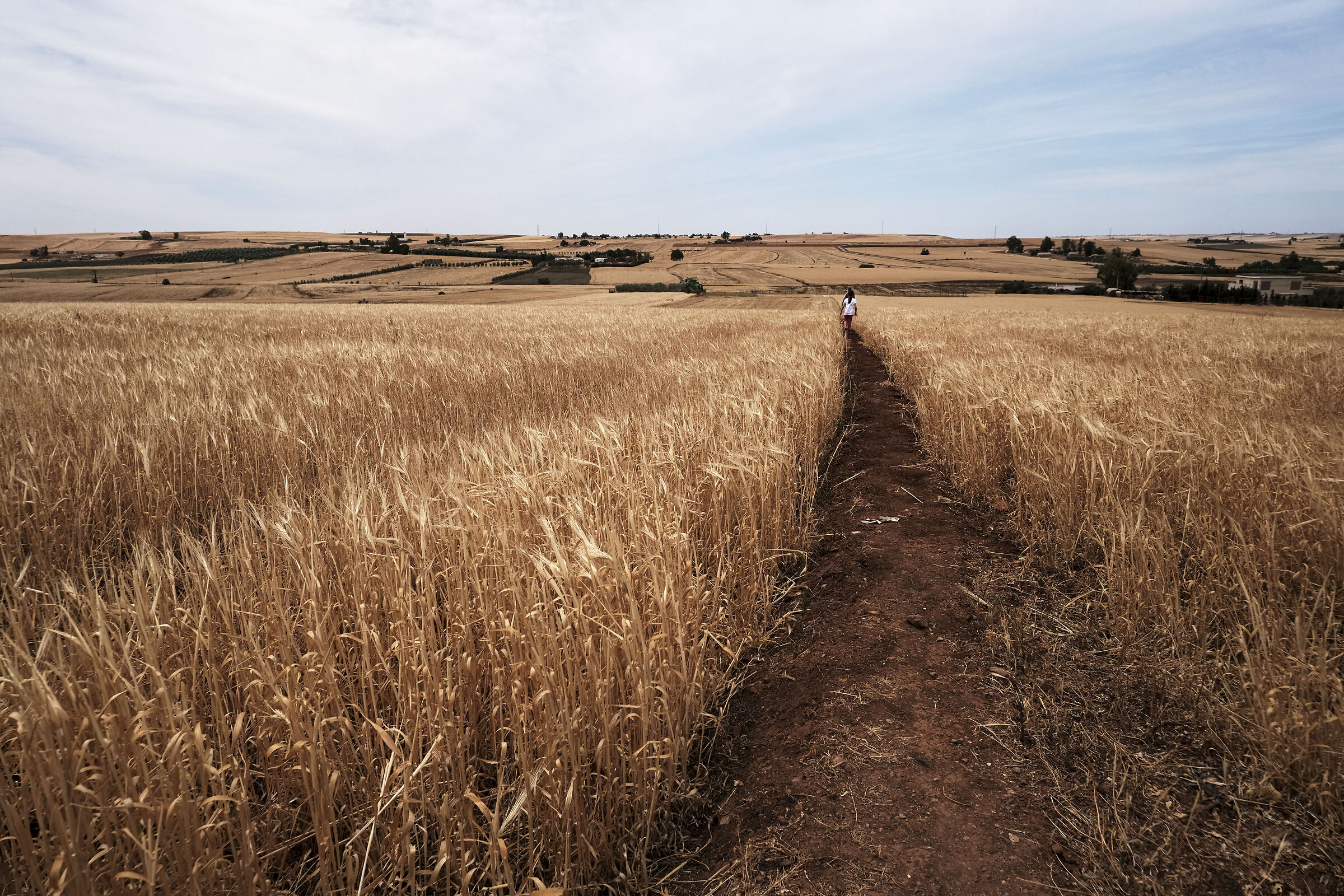 In the midst of the wheat