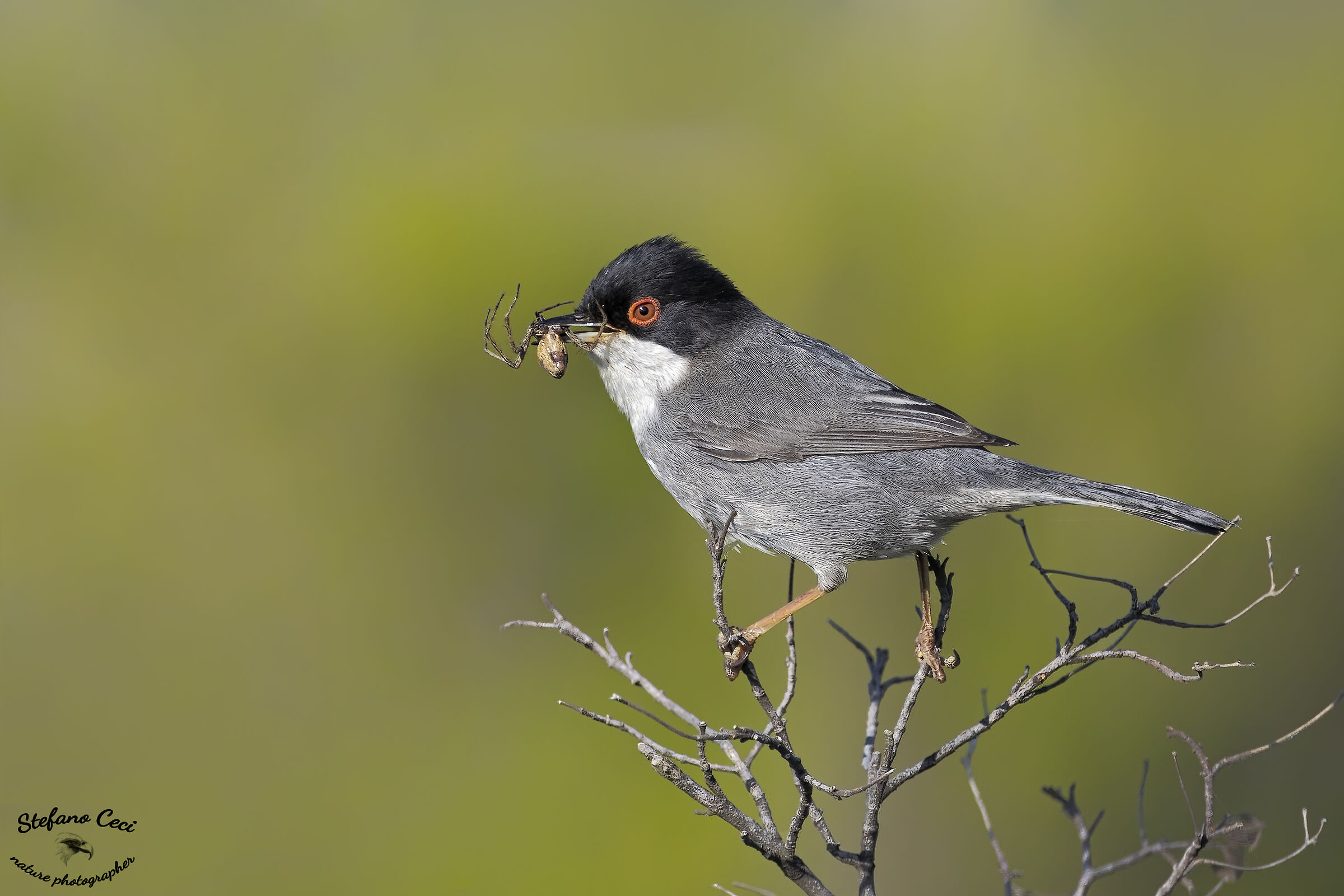 Sardinian warbler