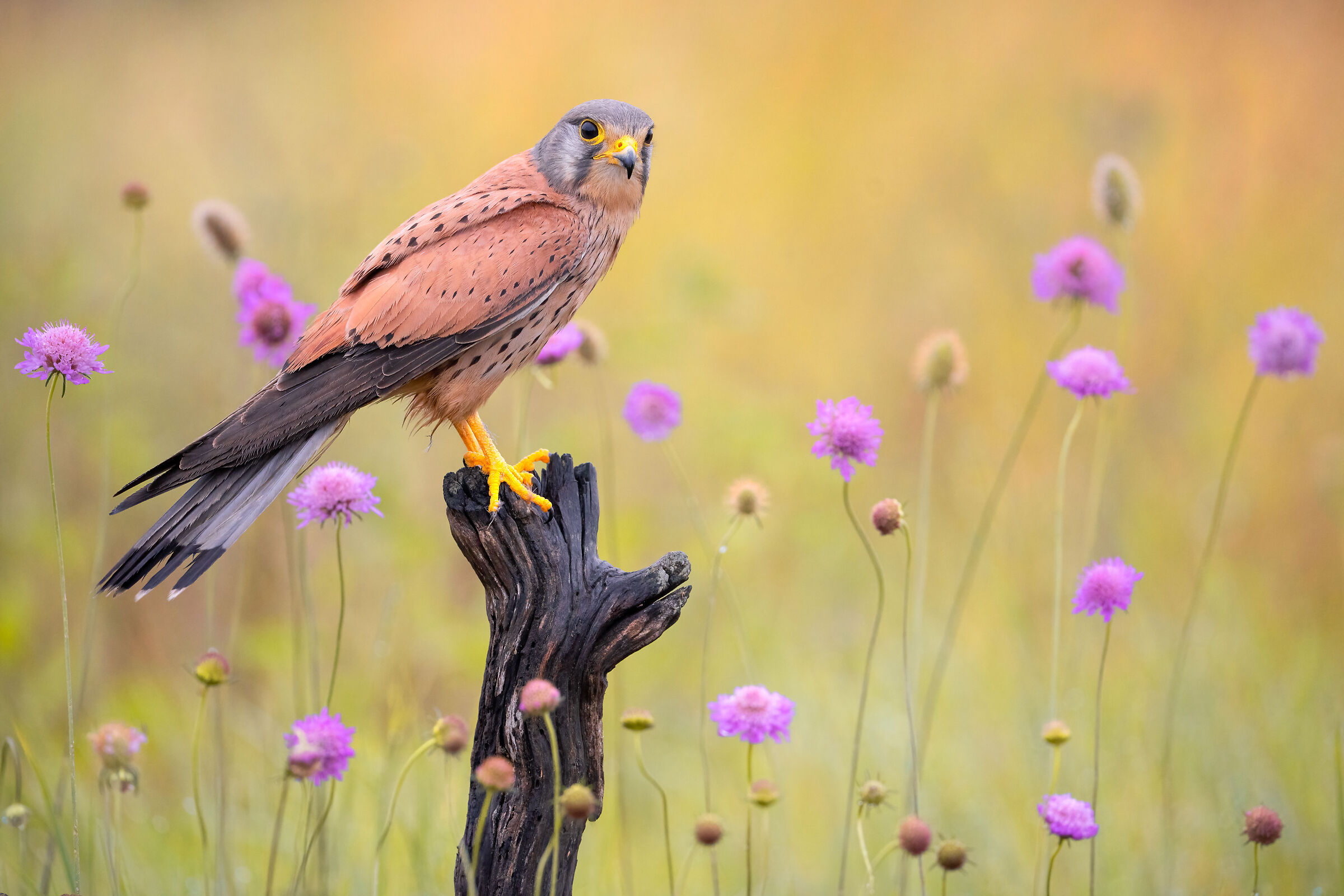 kestrel