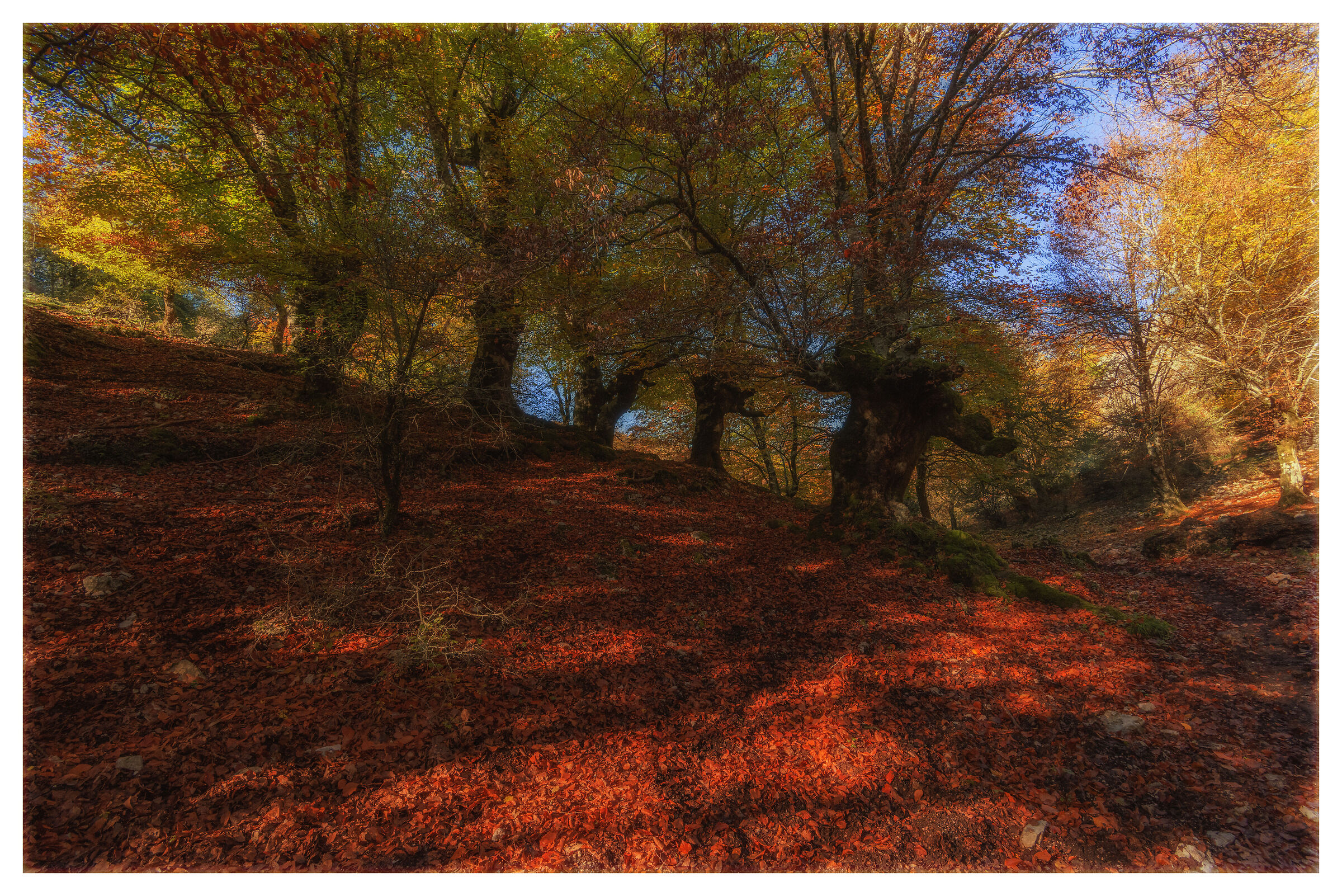 Versante della faggeta