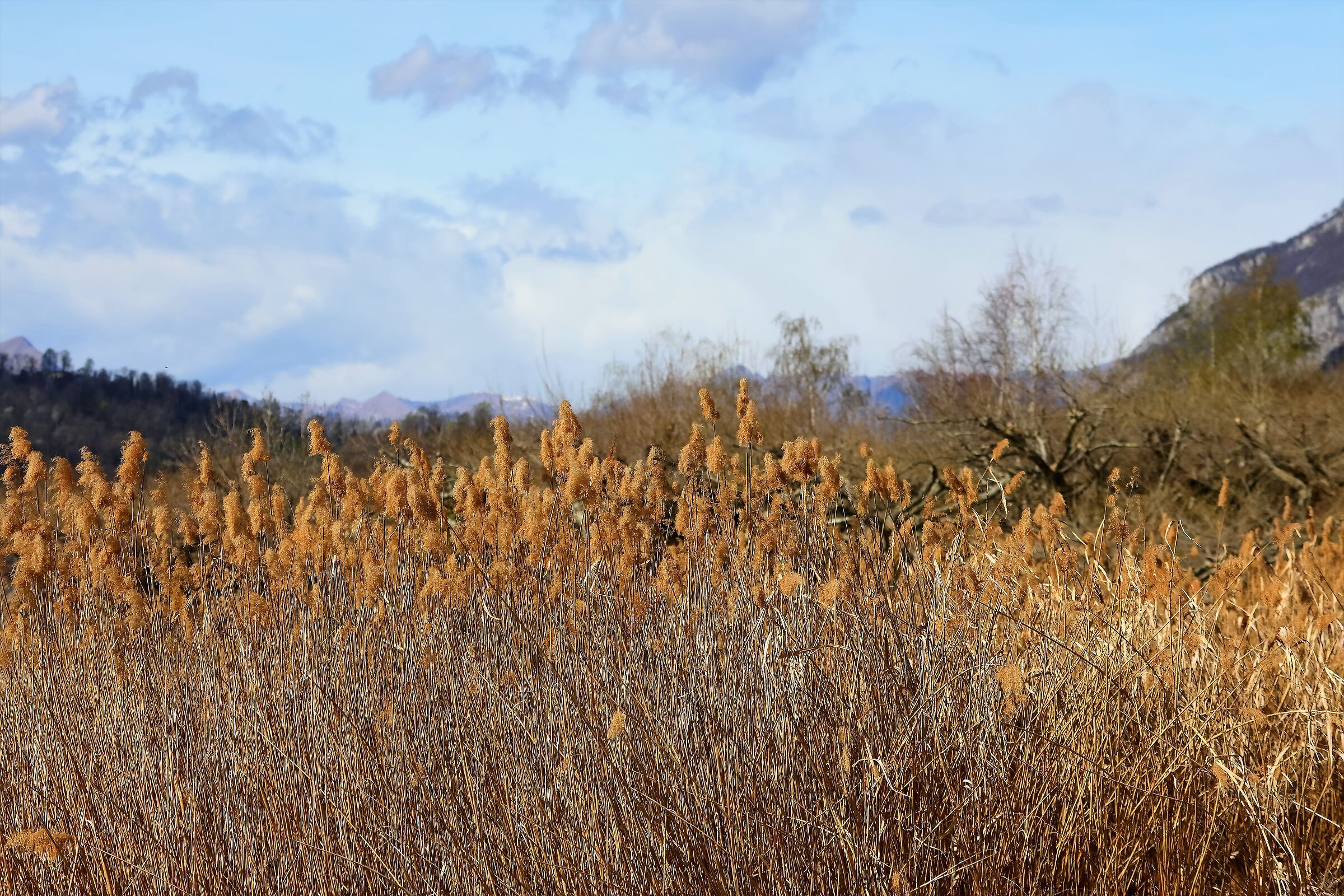 ll canneto 25-03-2023