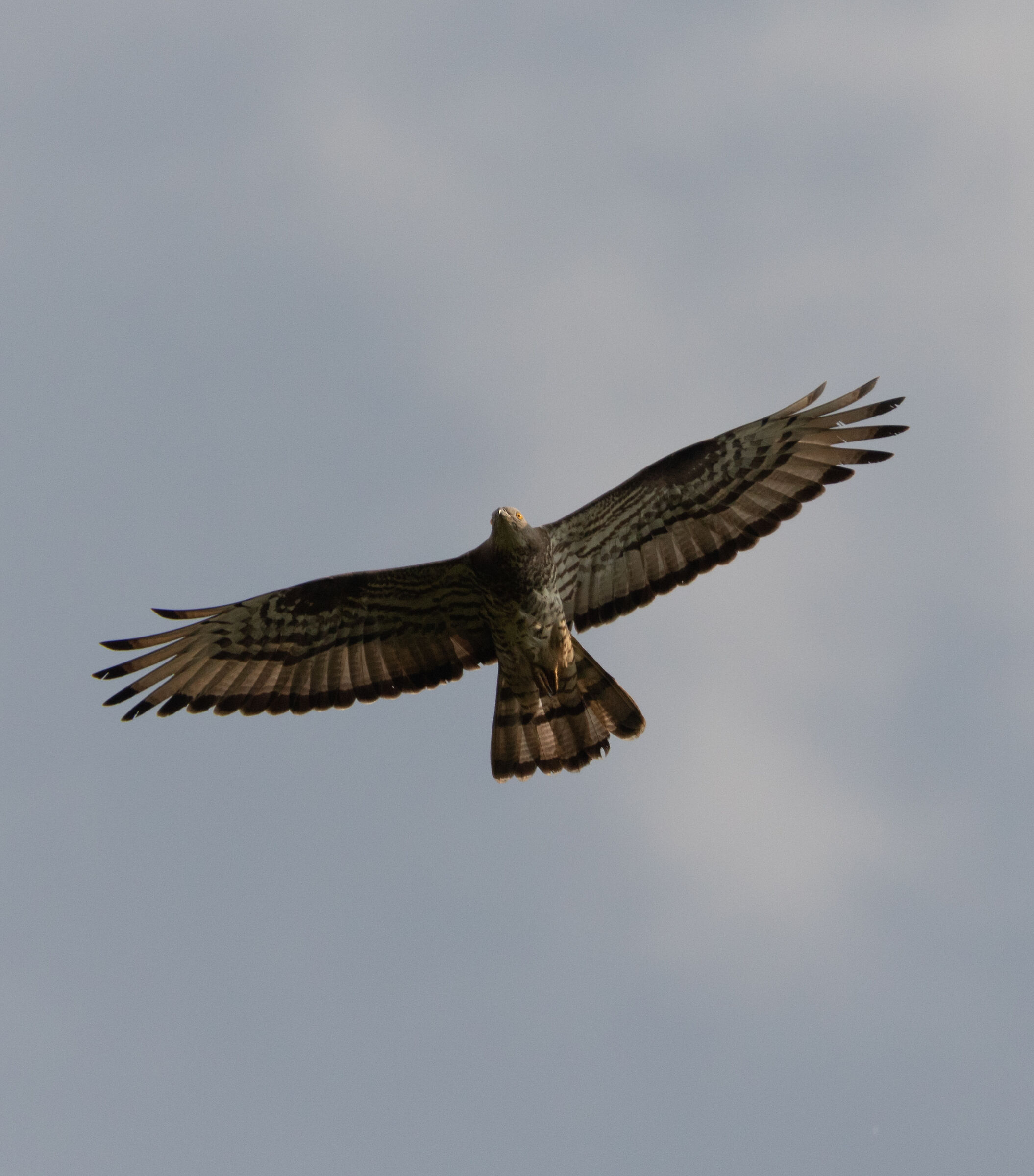 Falco Pecchiaiolo in volo oasi lipu CesanoM mb 19/06/23